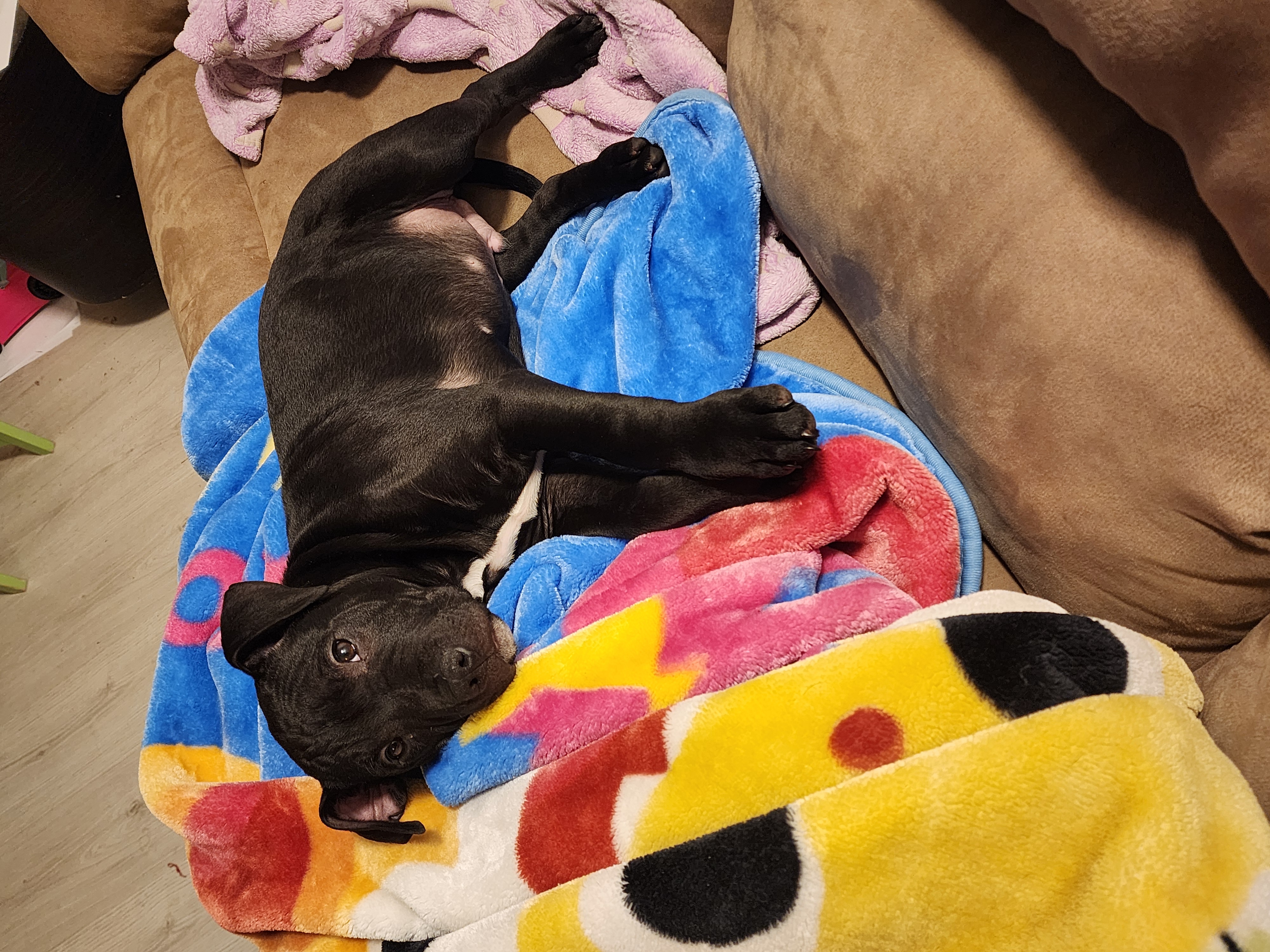 Photo of Male pitbull