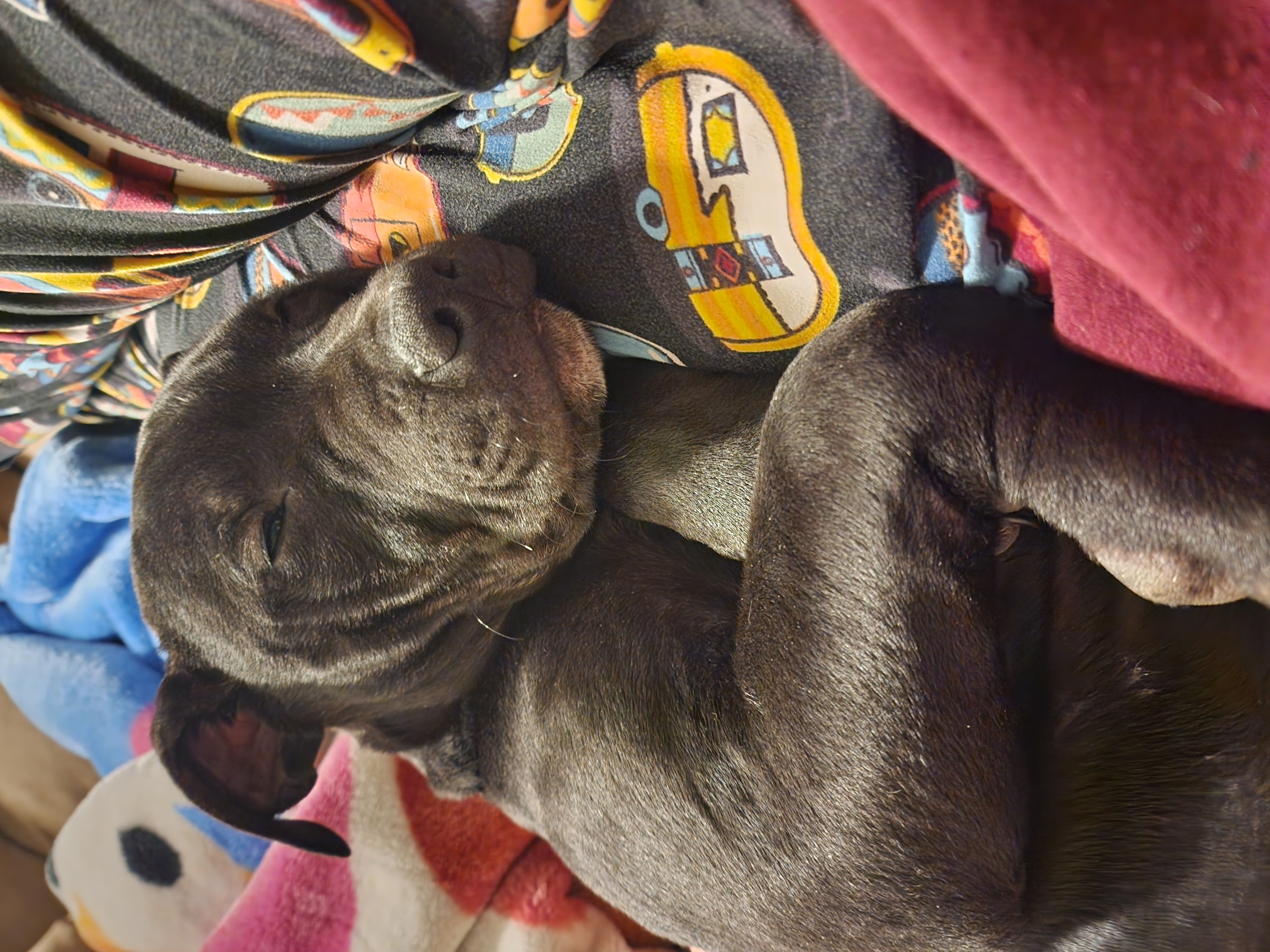 Photo of Male pitbull