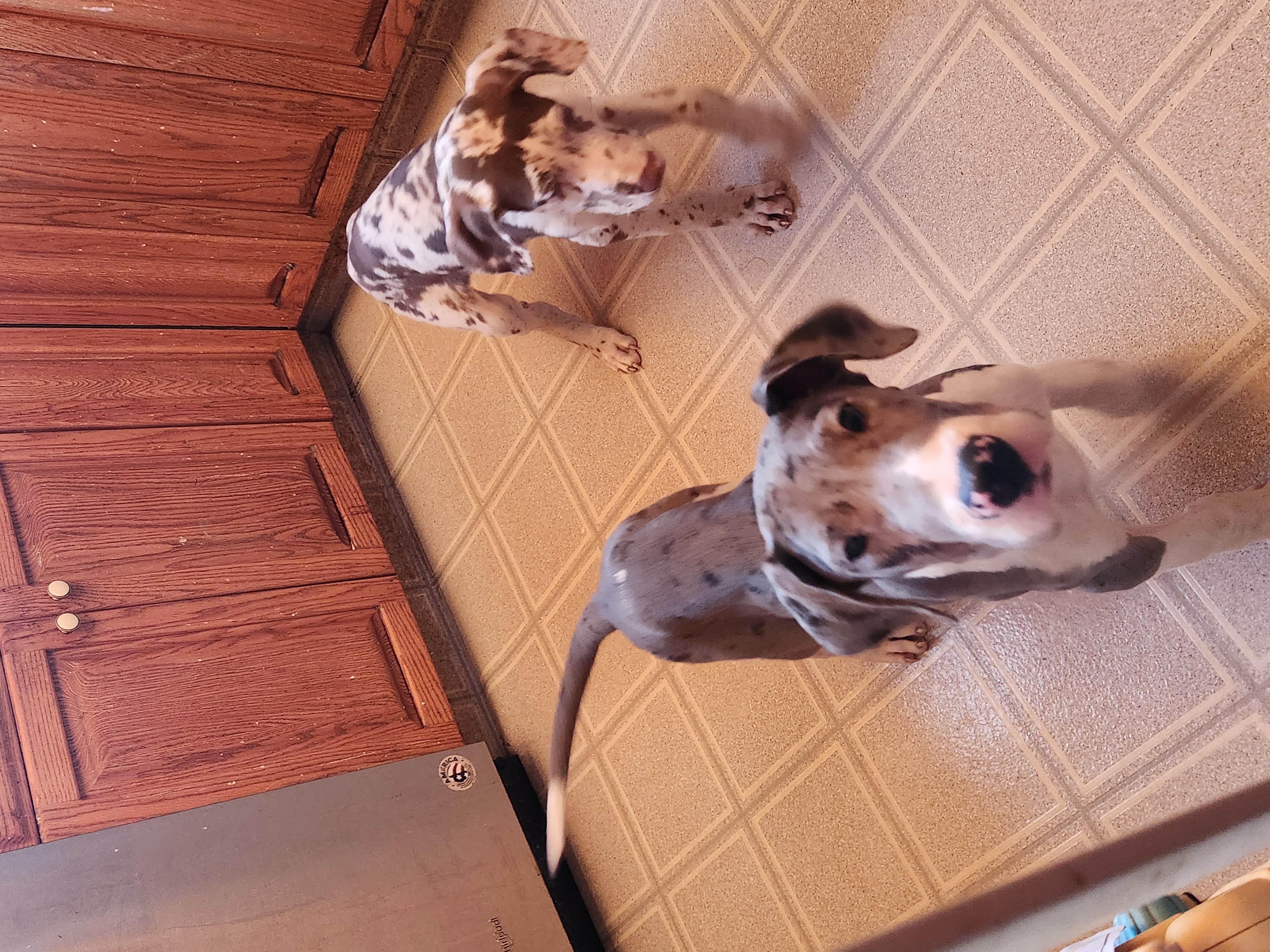 Photo of Sweet great dane puppies 