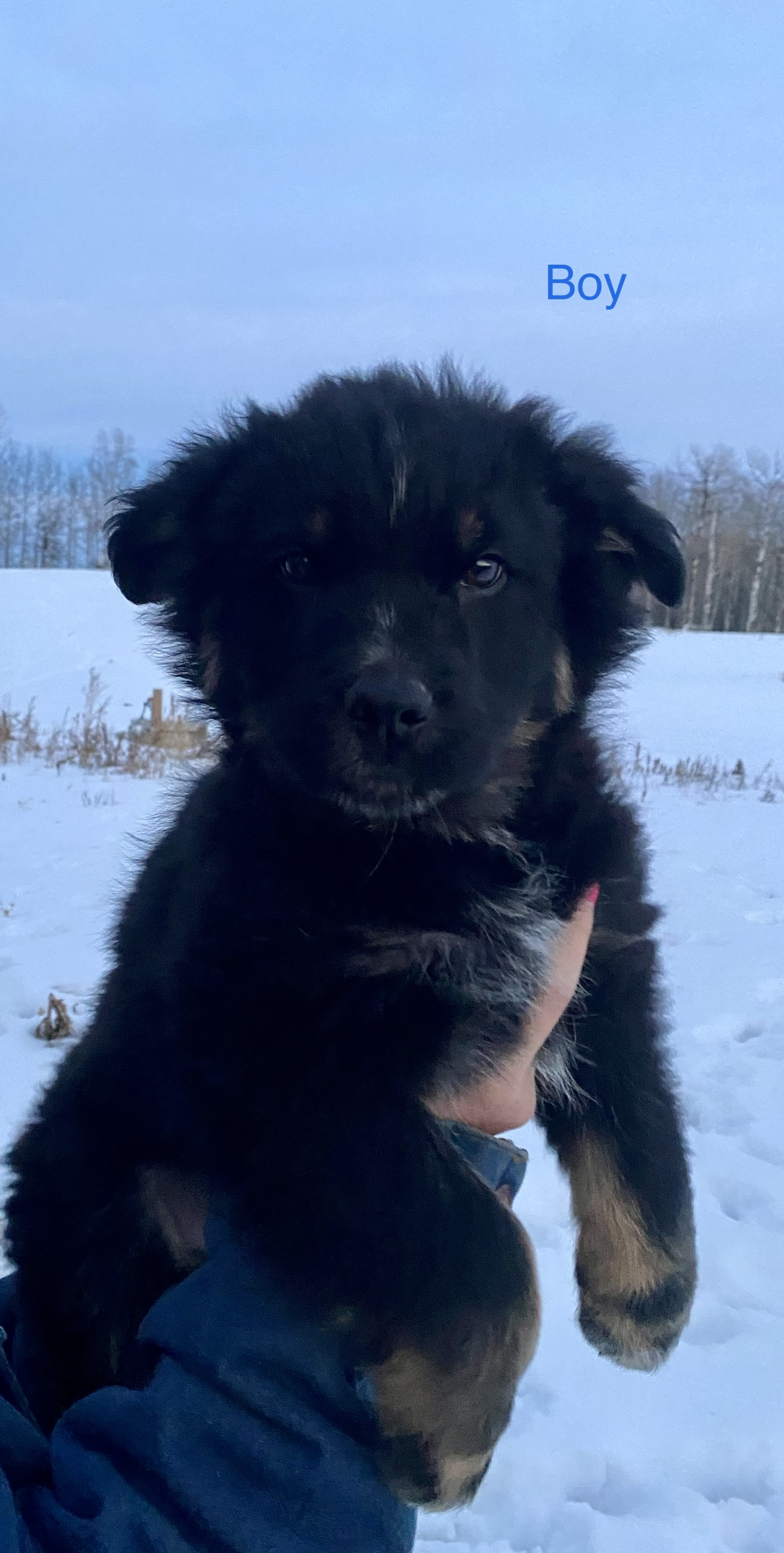 Photo of German Shepherd/Australian Shepherd/Blue Heeler puppies