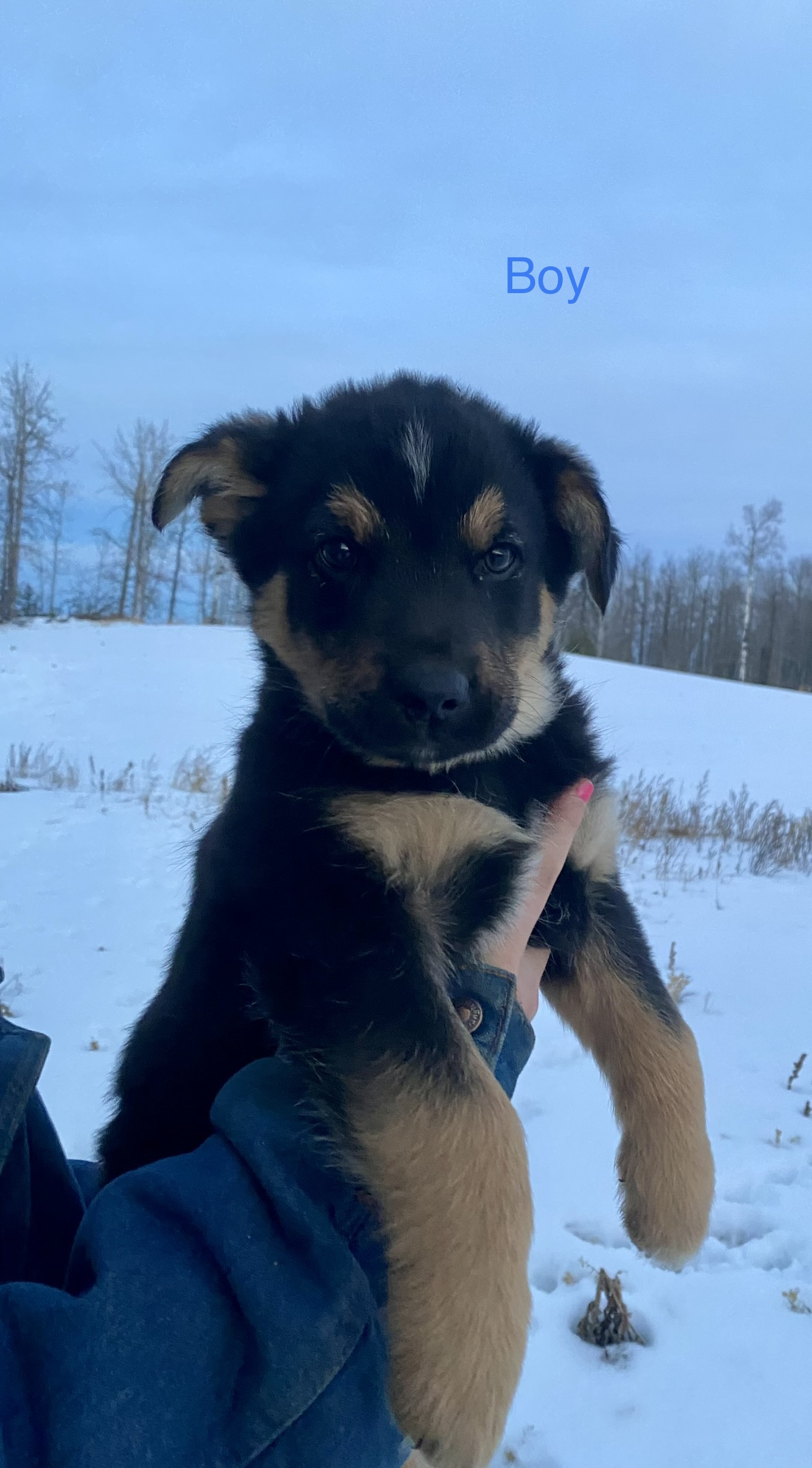 Photo of German Shepherd/Australian Shepherd/Blue Heeler puppies