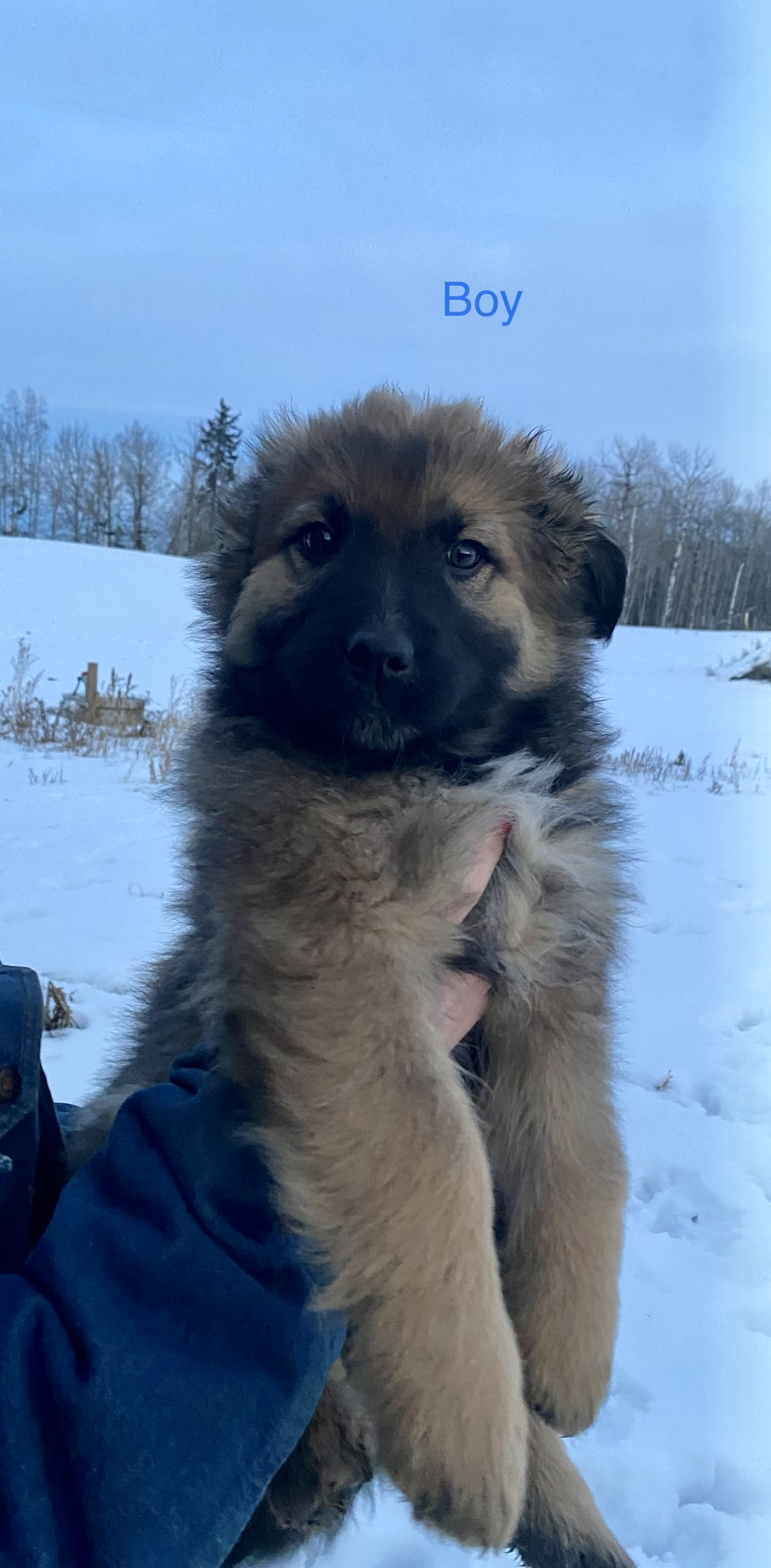 Photo of German Shepherd/Australian Shepherd/Blue Heeler puppies