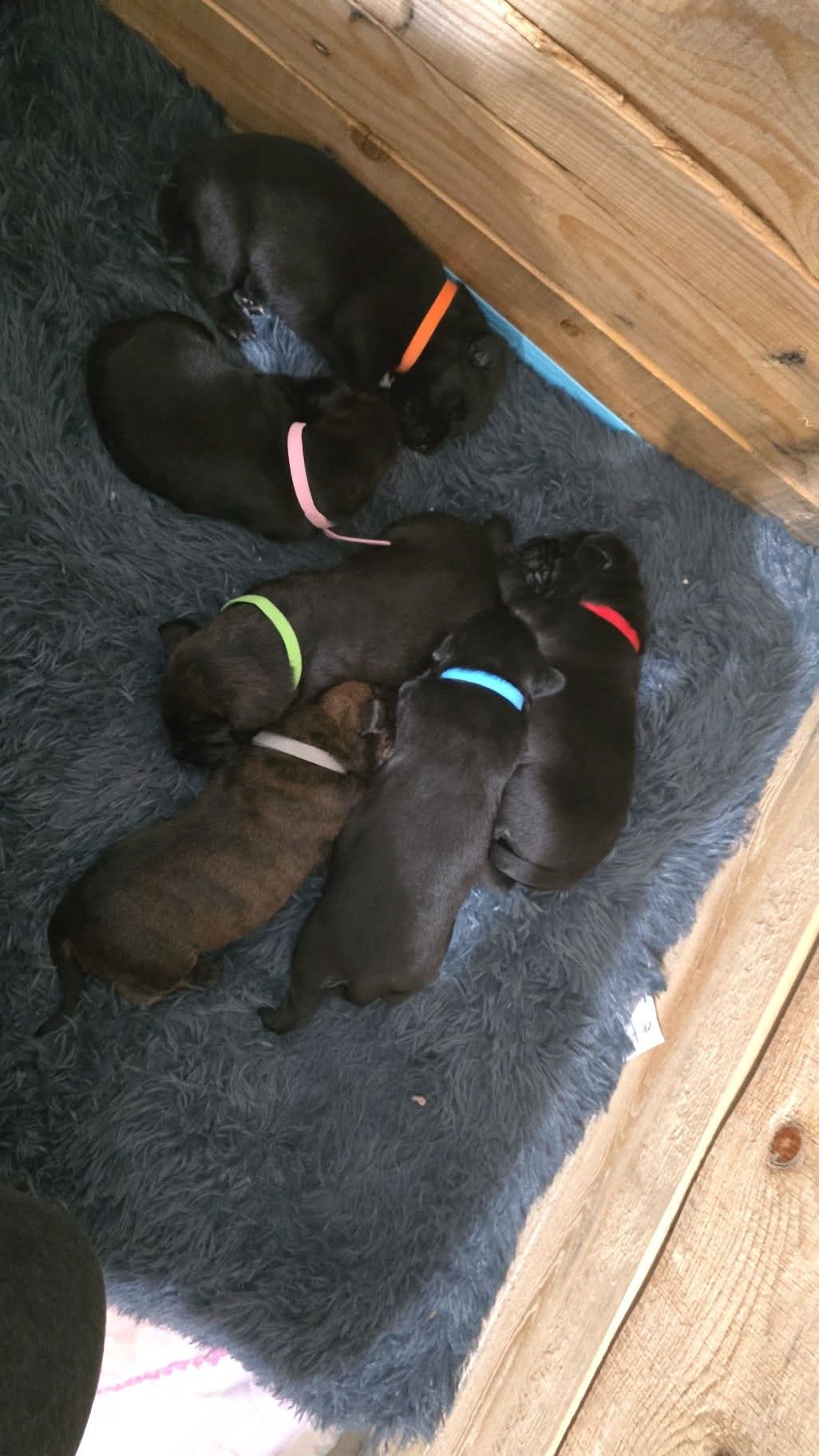 Photo of Choclate lab x mastiff puppies