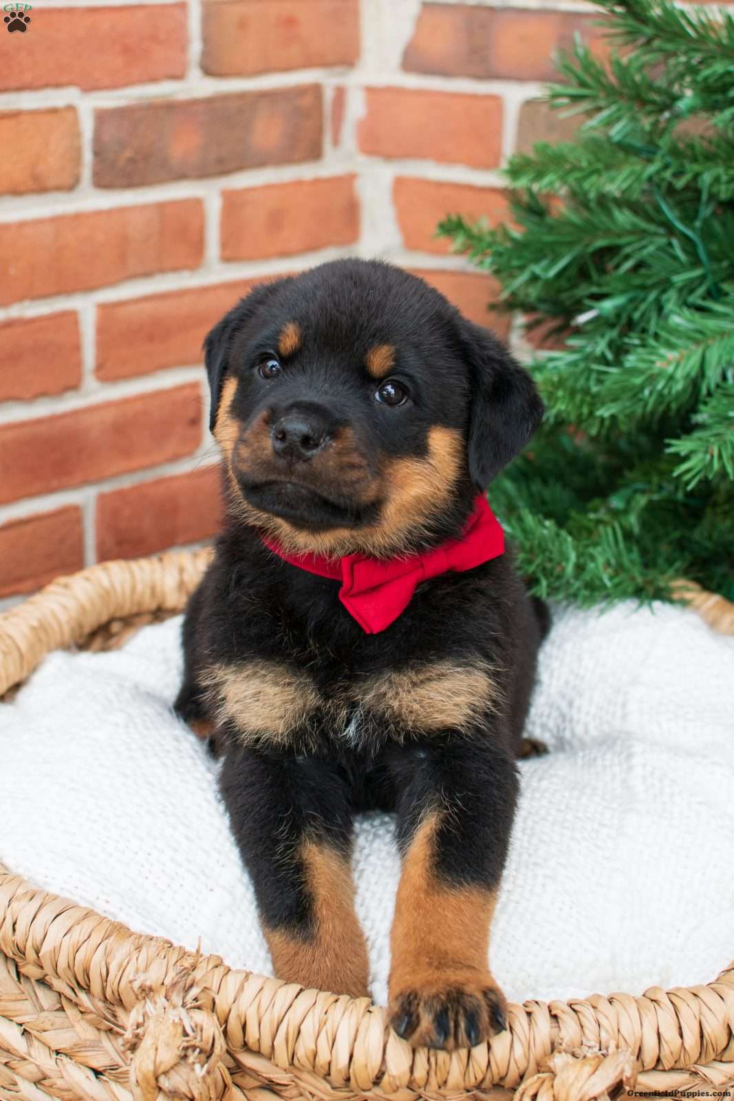 Photo of Purebred Rottweiler Pups for Christmas 