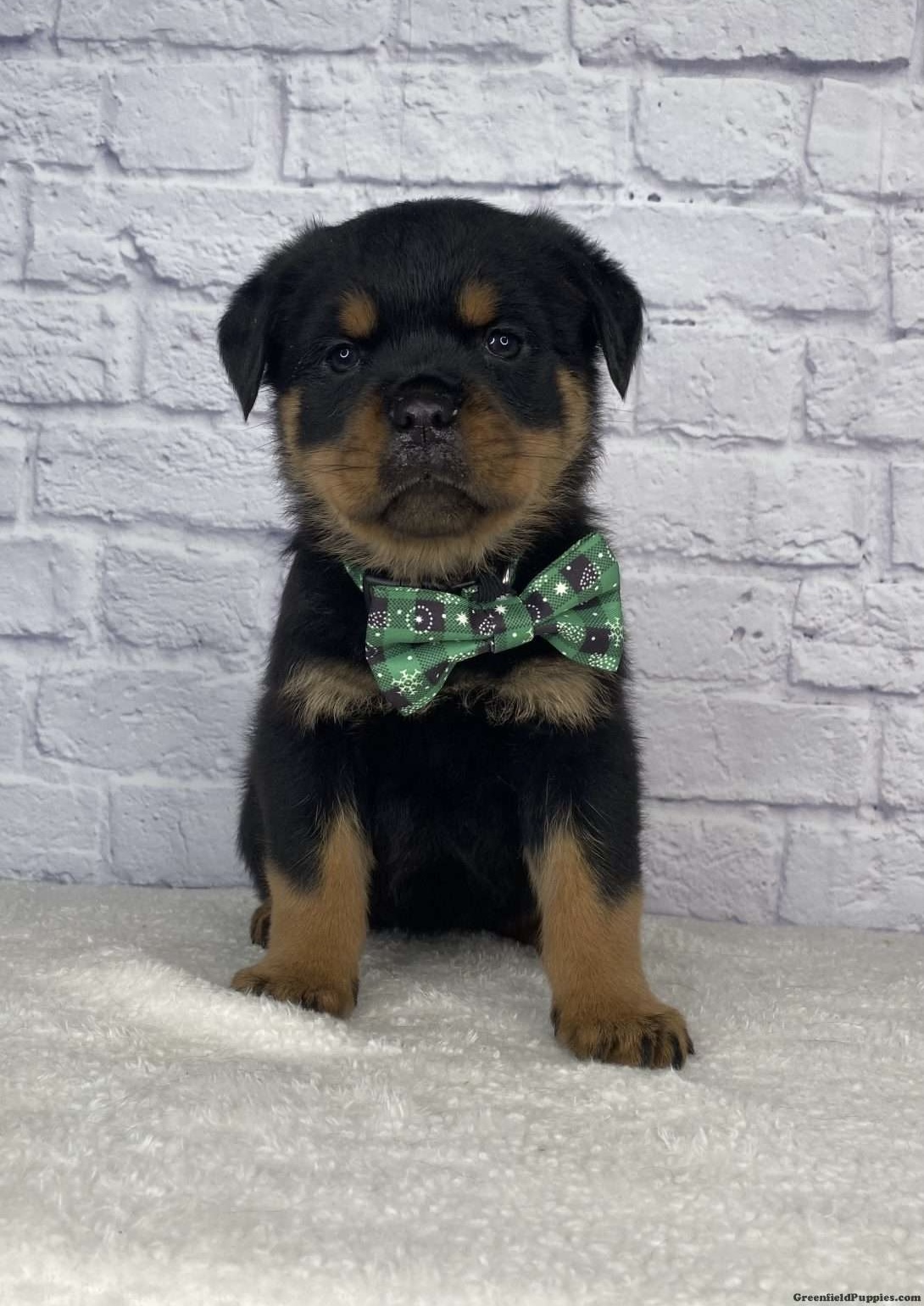 Photo of Purebred Rottweiler Pups for Christmas 