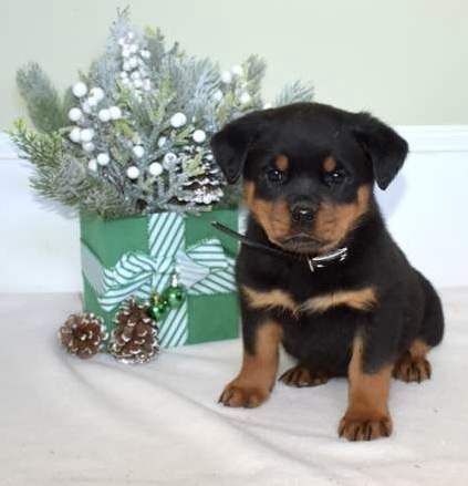 Photo of Purebred Rottweiler Pups for Christmas 