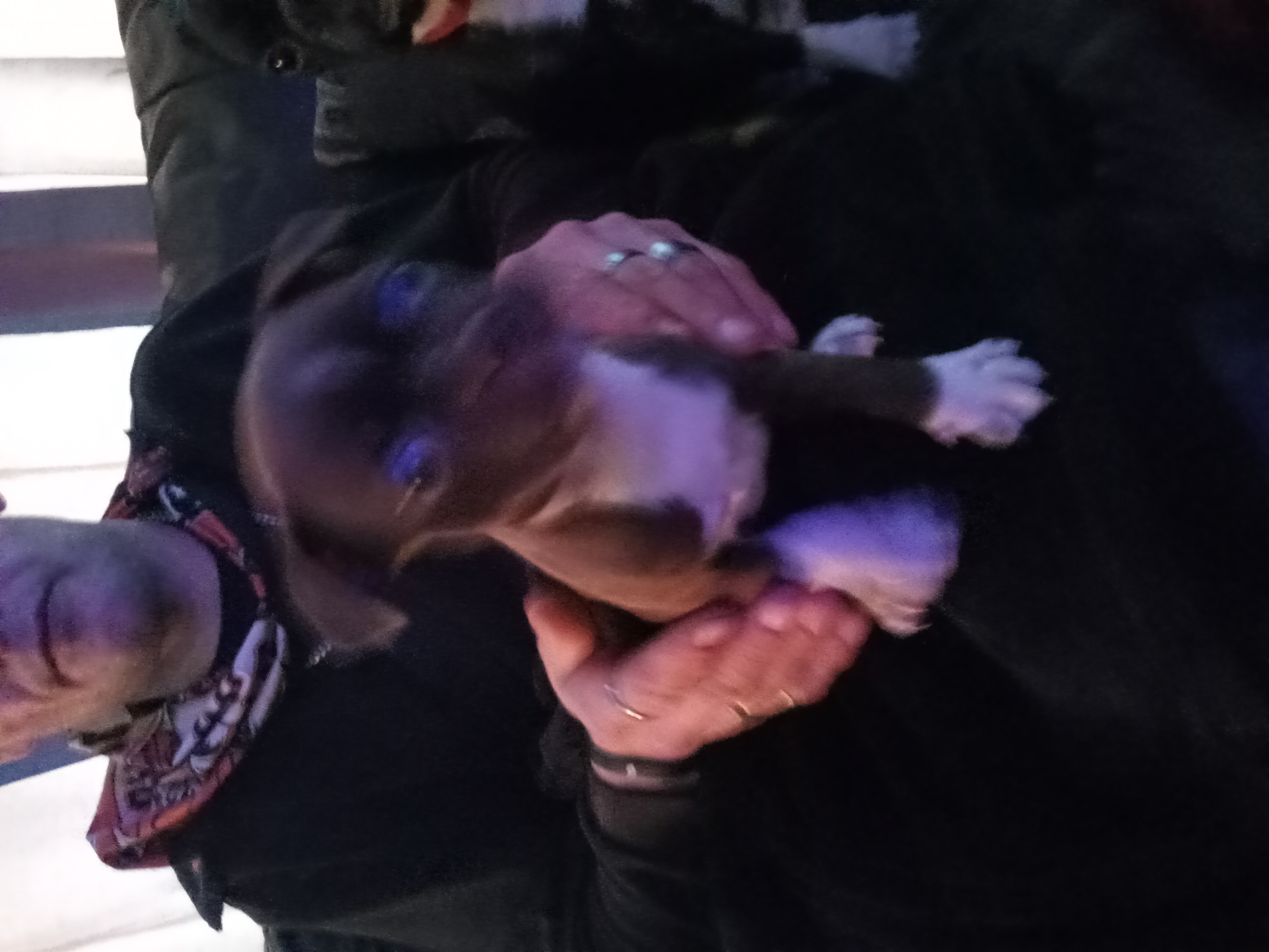 Photo of Beautiful Boston pits to rehome