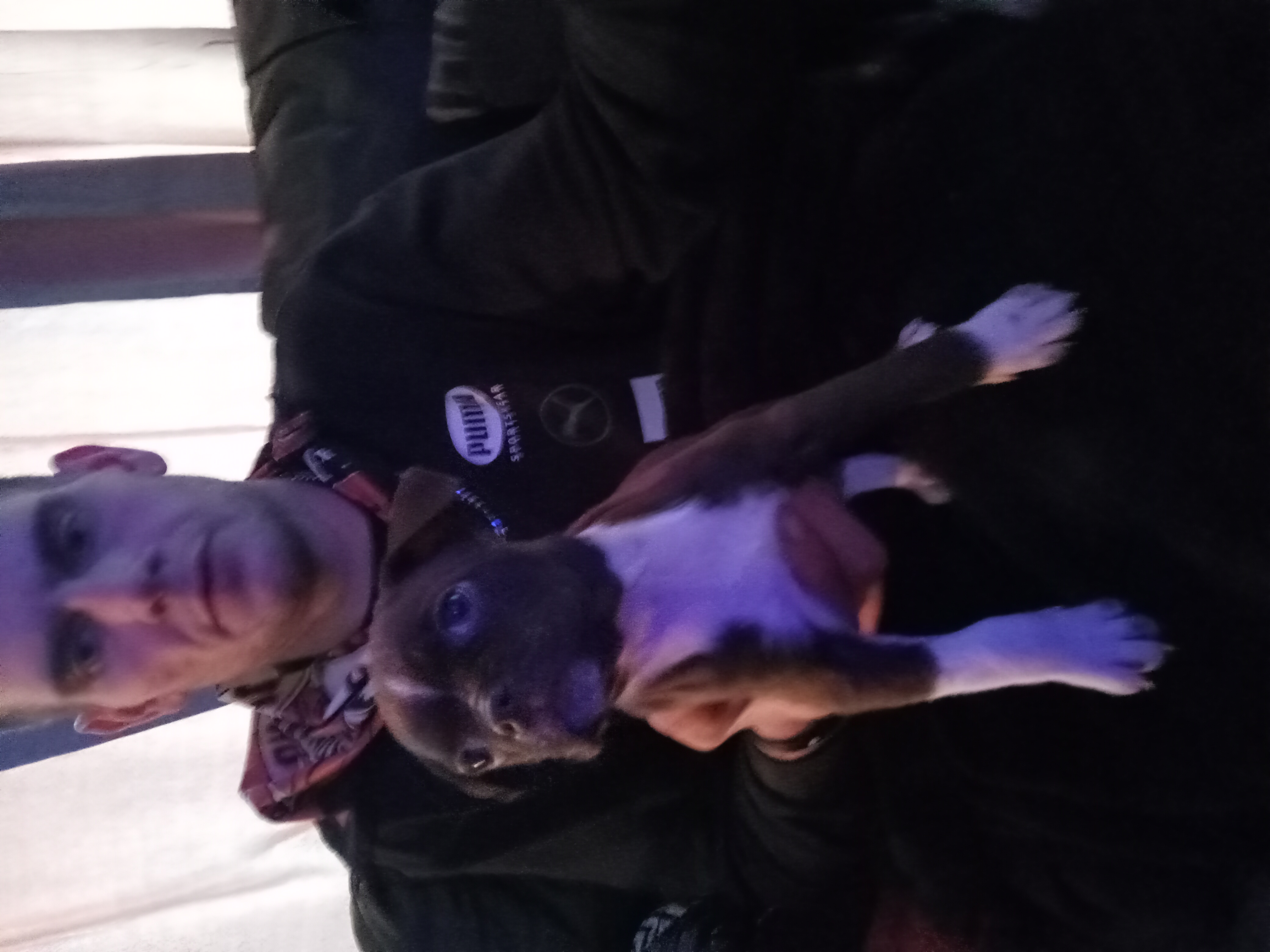 Photo of Beautiful Boston pits to rehome