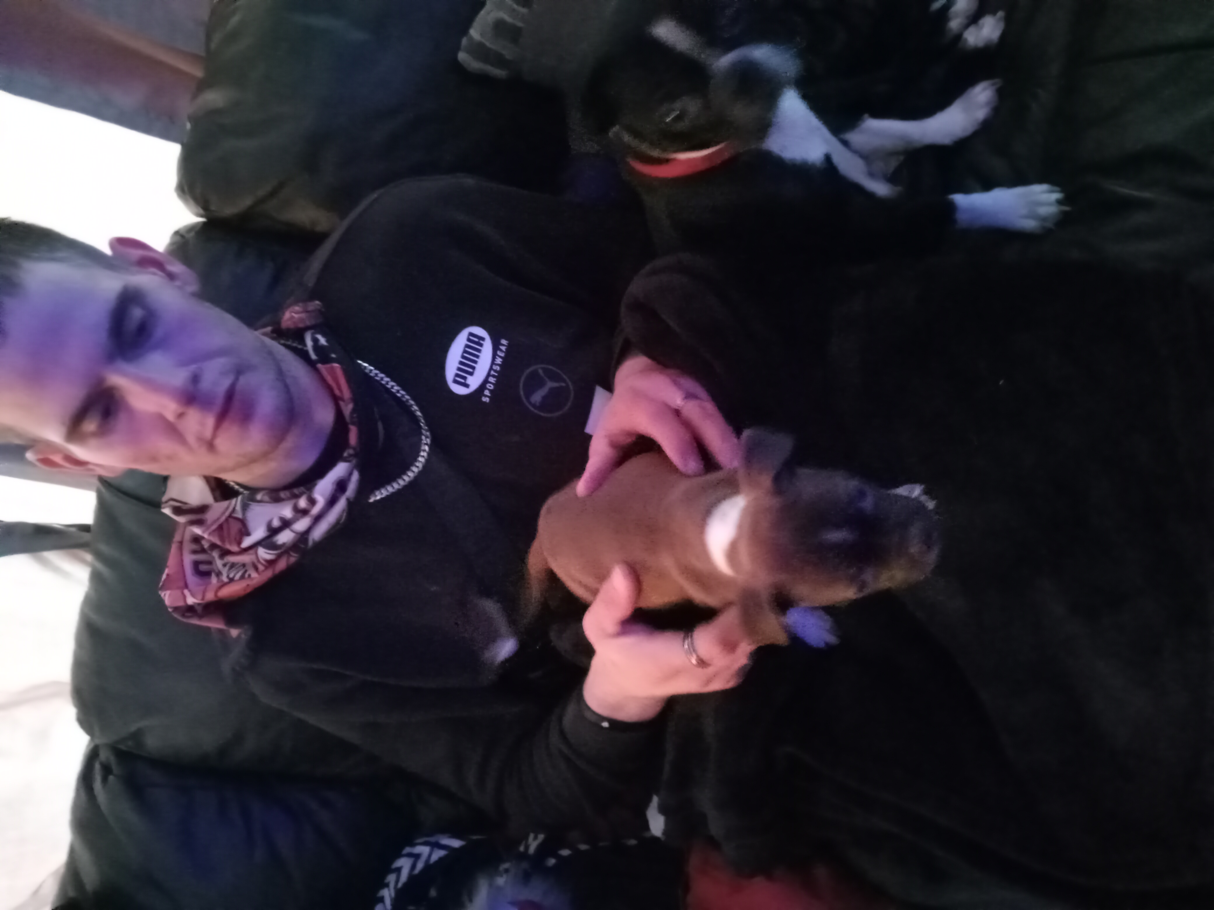 Photo of Beautiful Boston pits to rehome