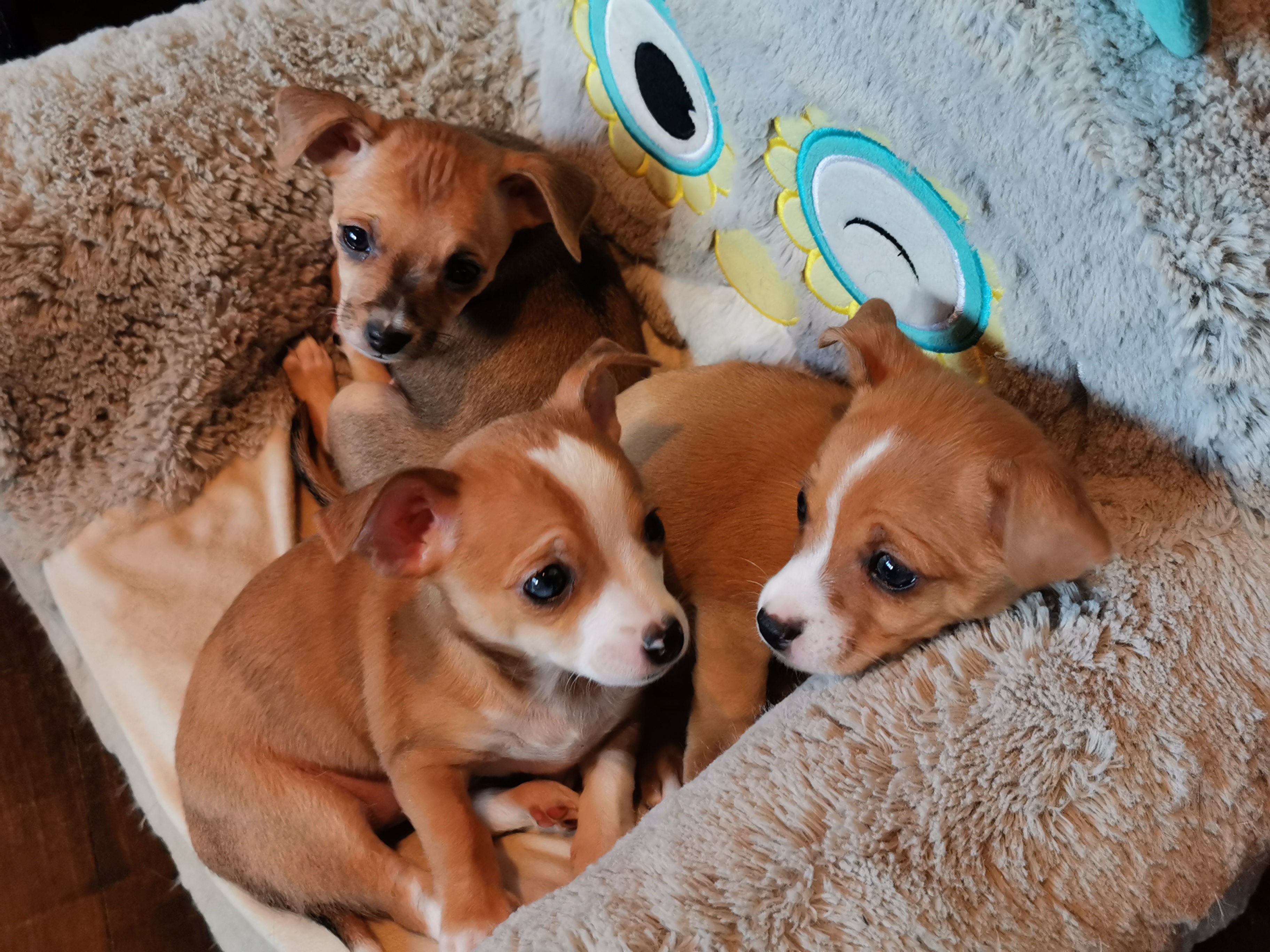 Photo of ChihuahuaX puppies **reduced, only 2 left**
