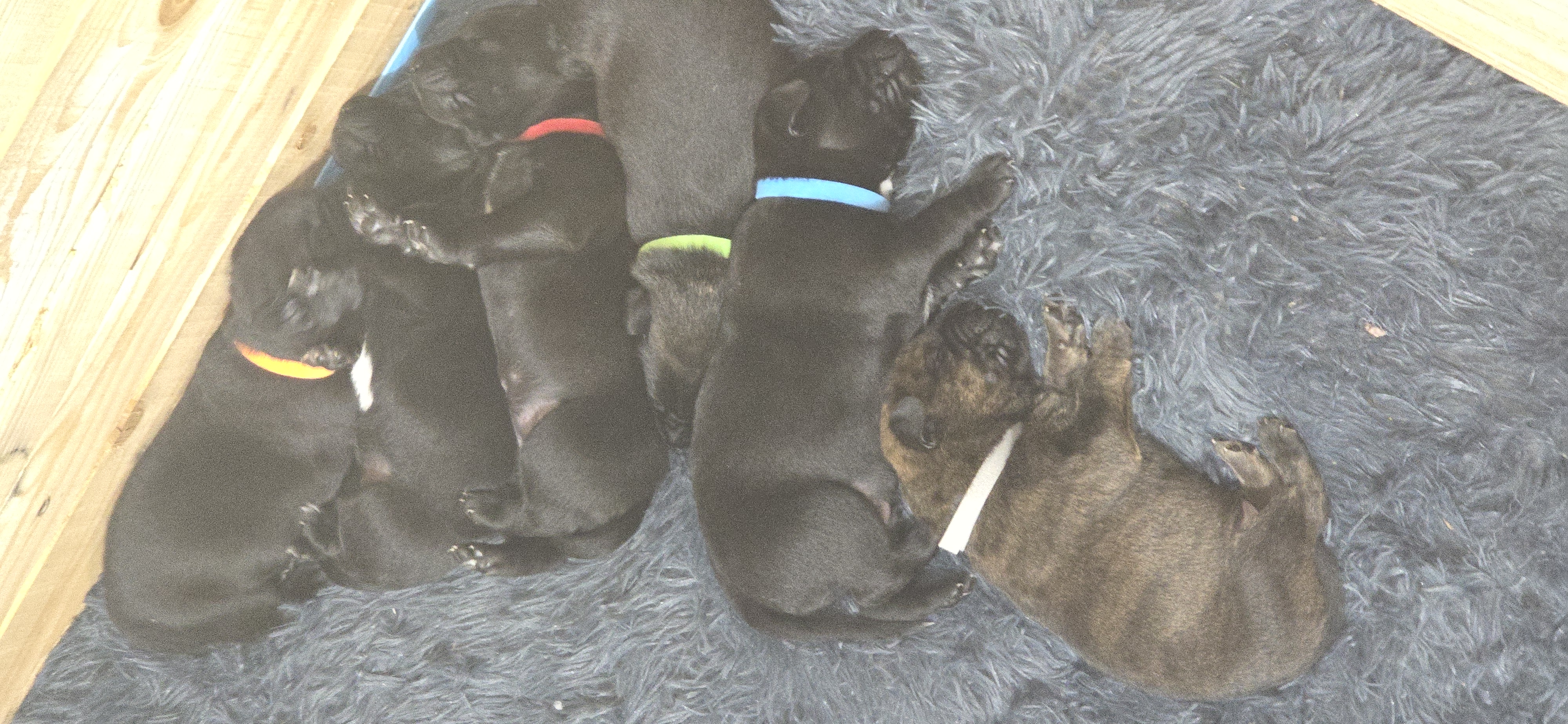 Photo of Chocolate lab x mastiff 