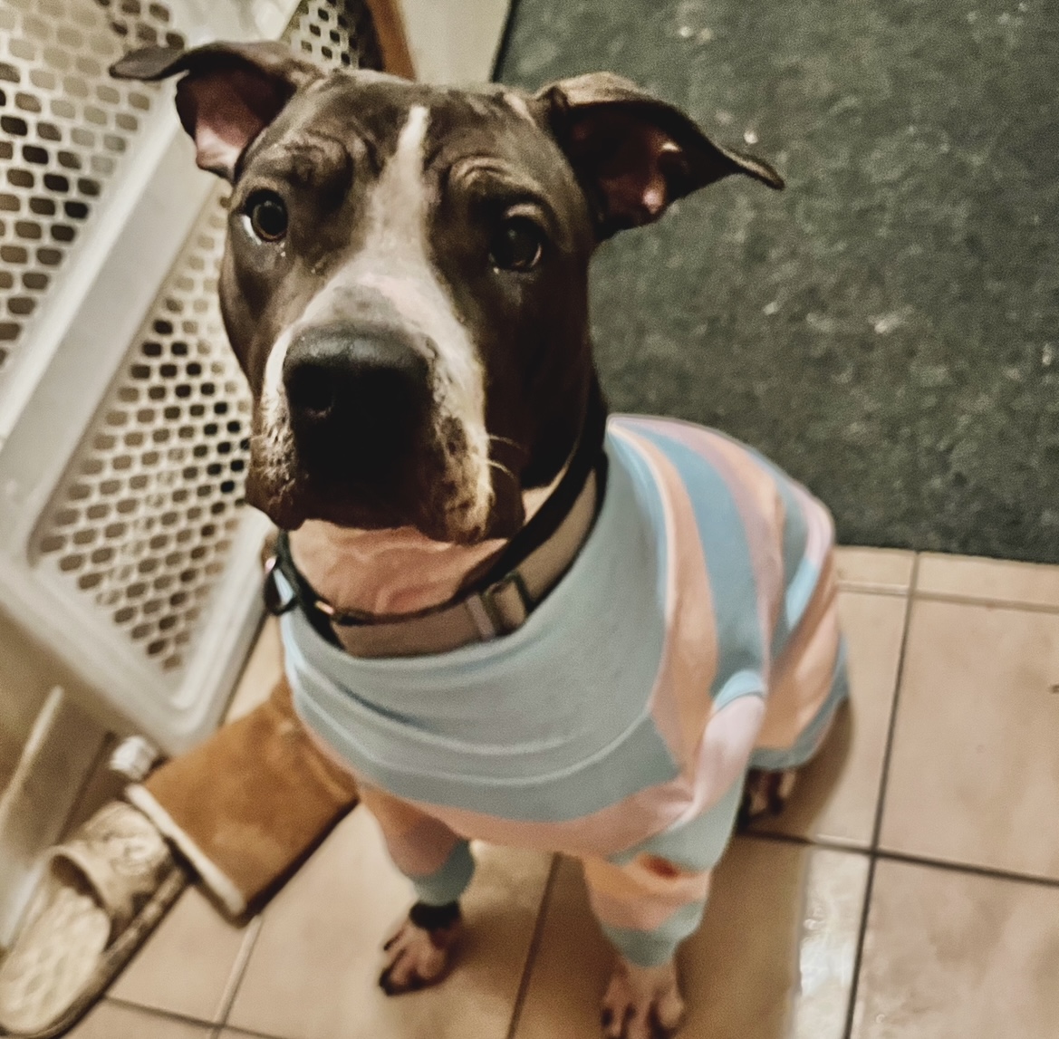 Photo of Looking for Stud for my female Pitbull Mastiff 