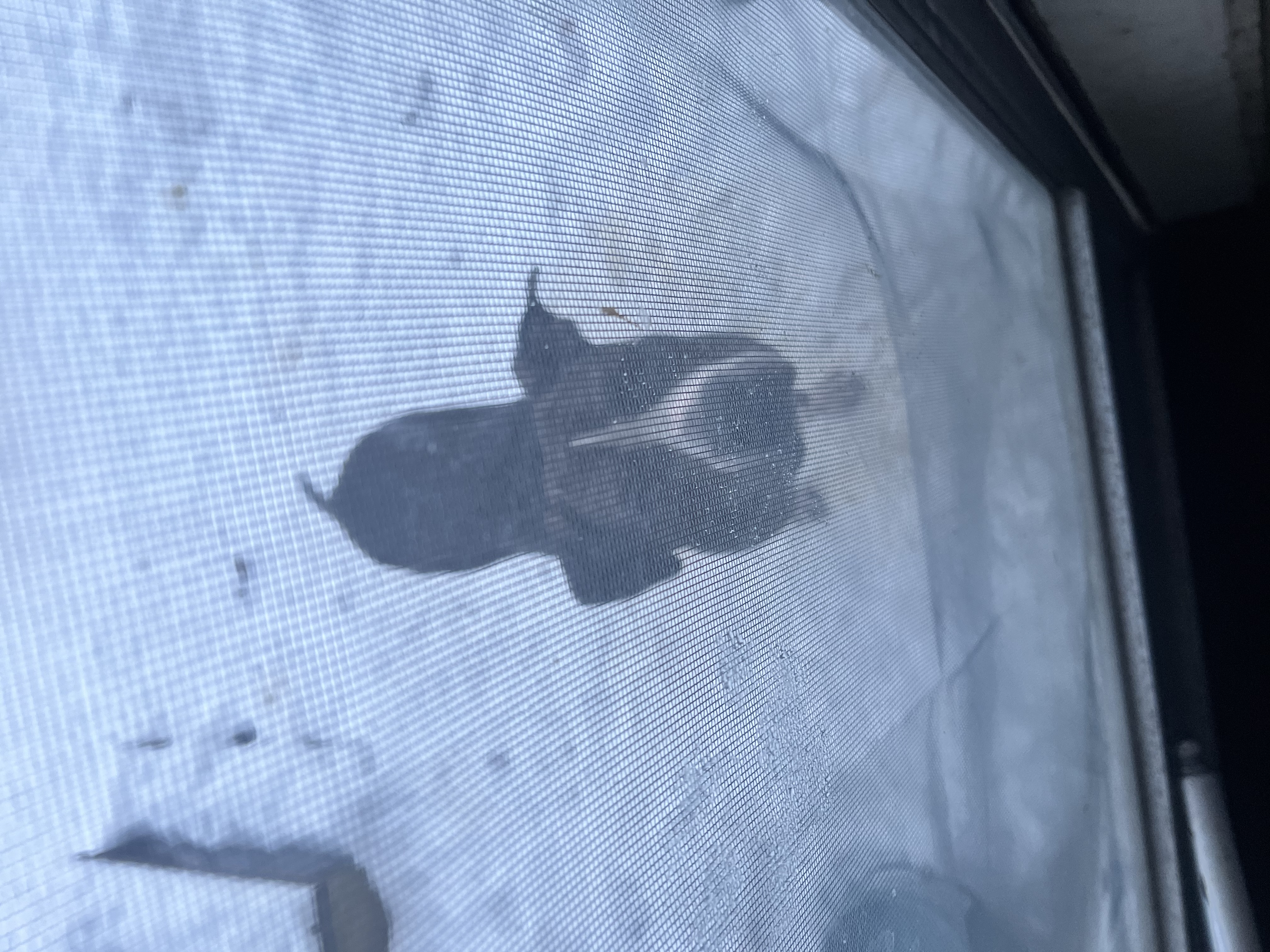 Photo of Looking for Stud for my female Pitbull Mastiff 