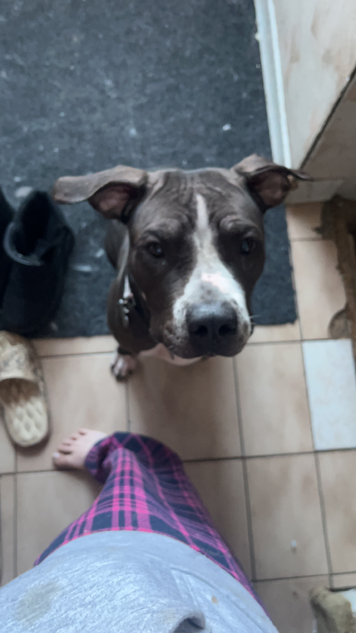 Photo of Looking for Stud for my female Pitbull Mastiff 