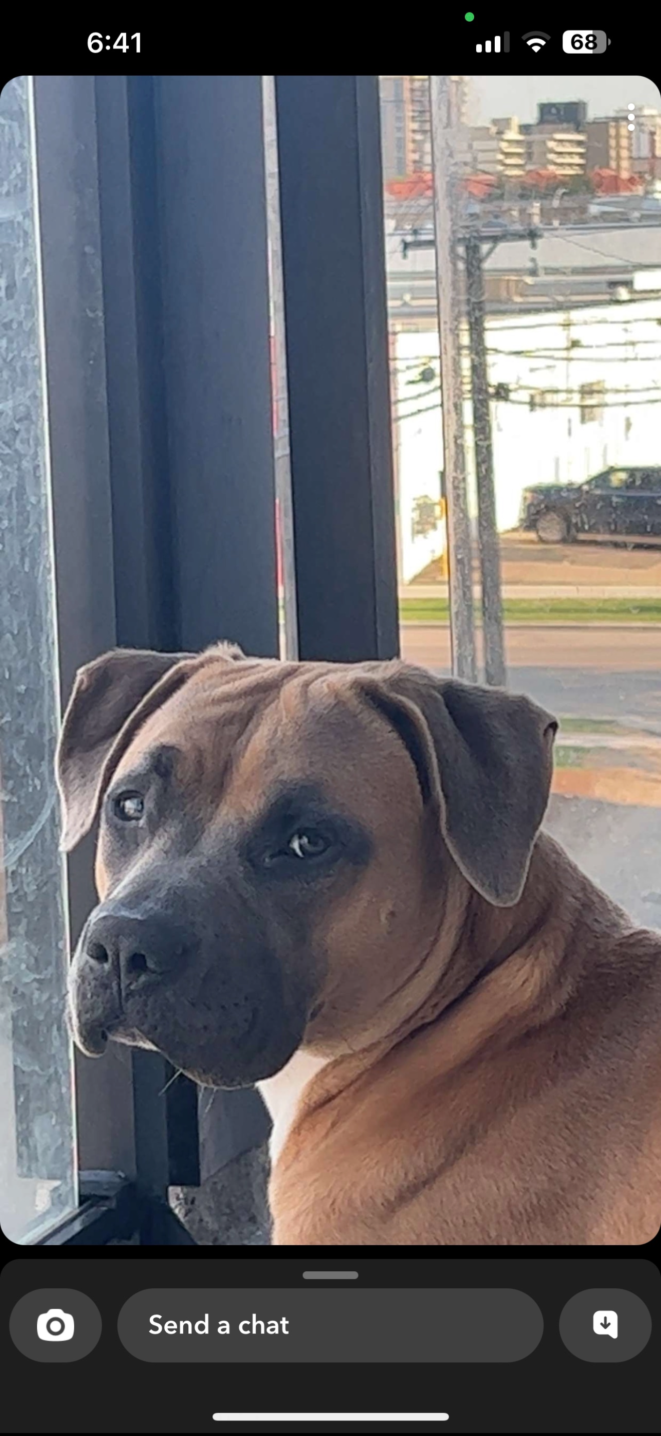 Photo of Free boxer/pit mix for rehoming