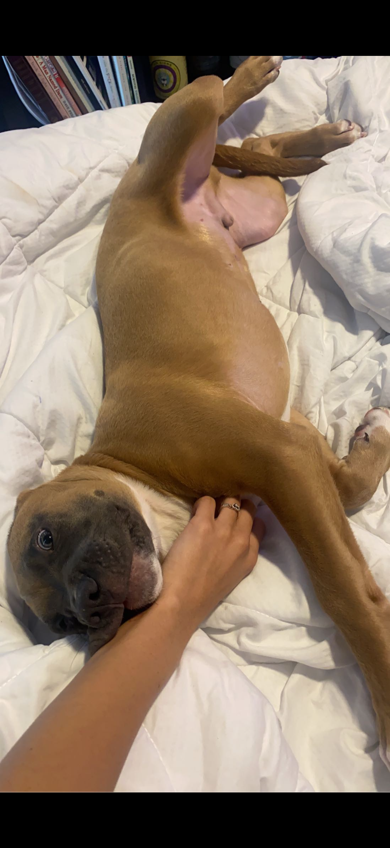 Photo of Free boxer/pit mix for rehoming