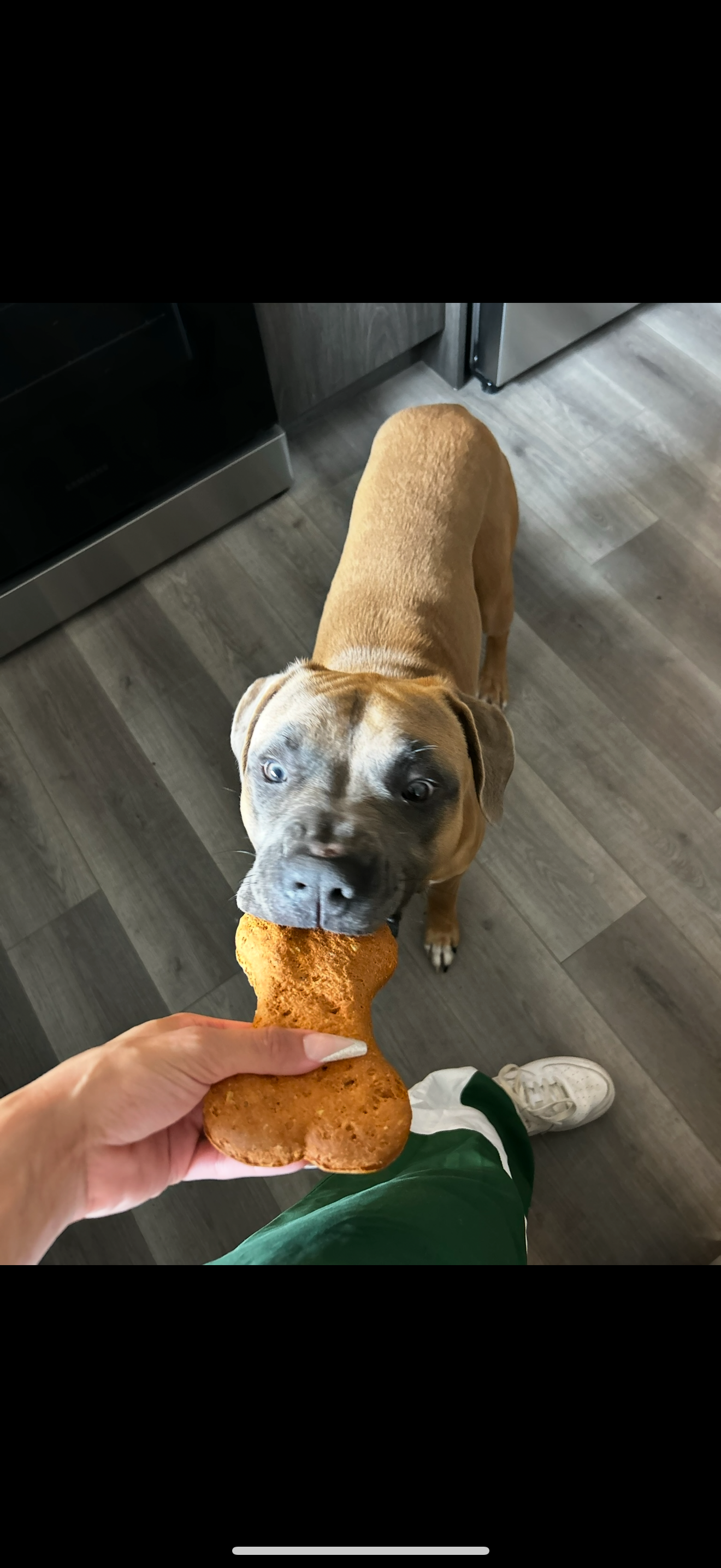 Photo of Free boxer/pit mix for rehoming