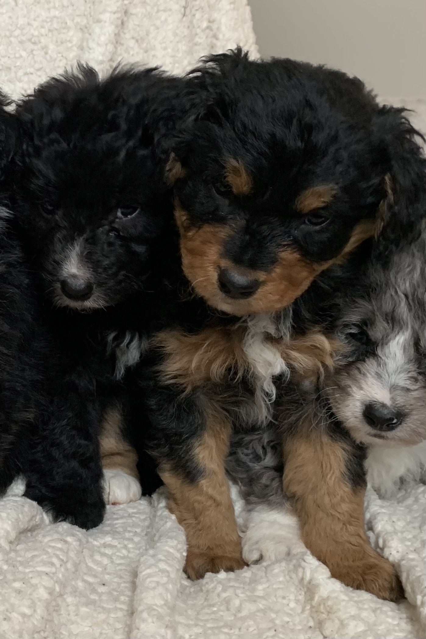 Photo of Australian Shepherd Poodle Cross Puppies