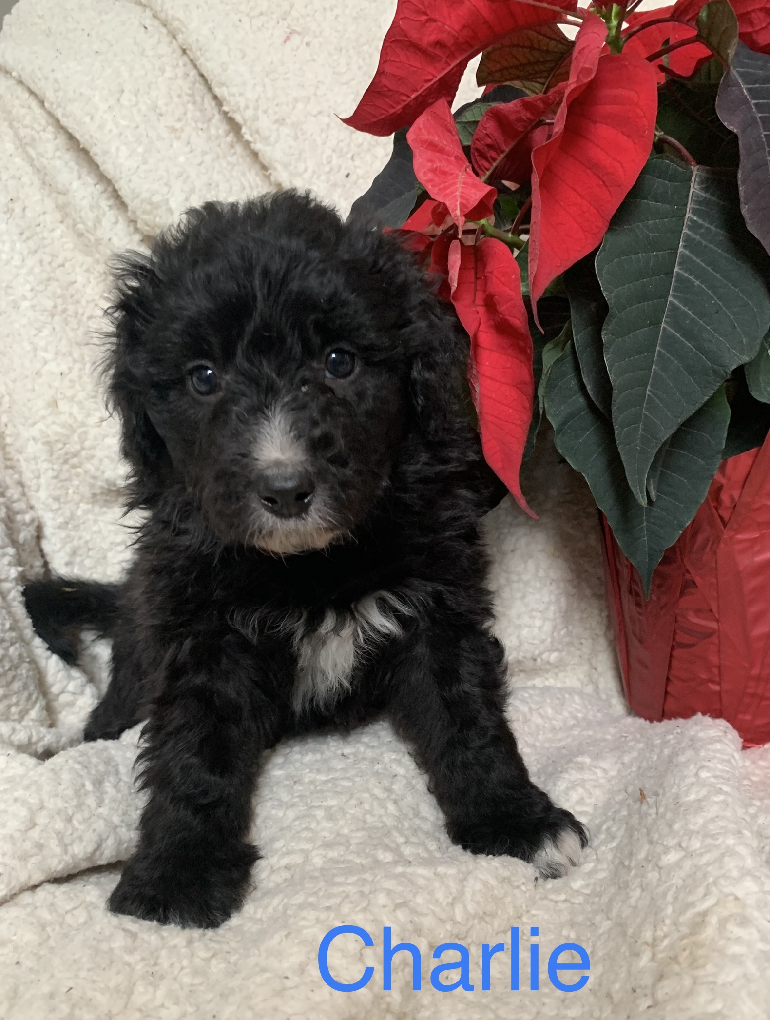 Photo of Australian Shepherd Poodle Cross Puppies