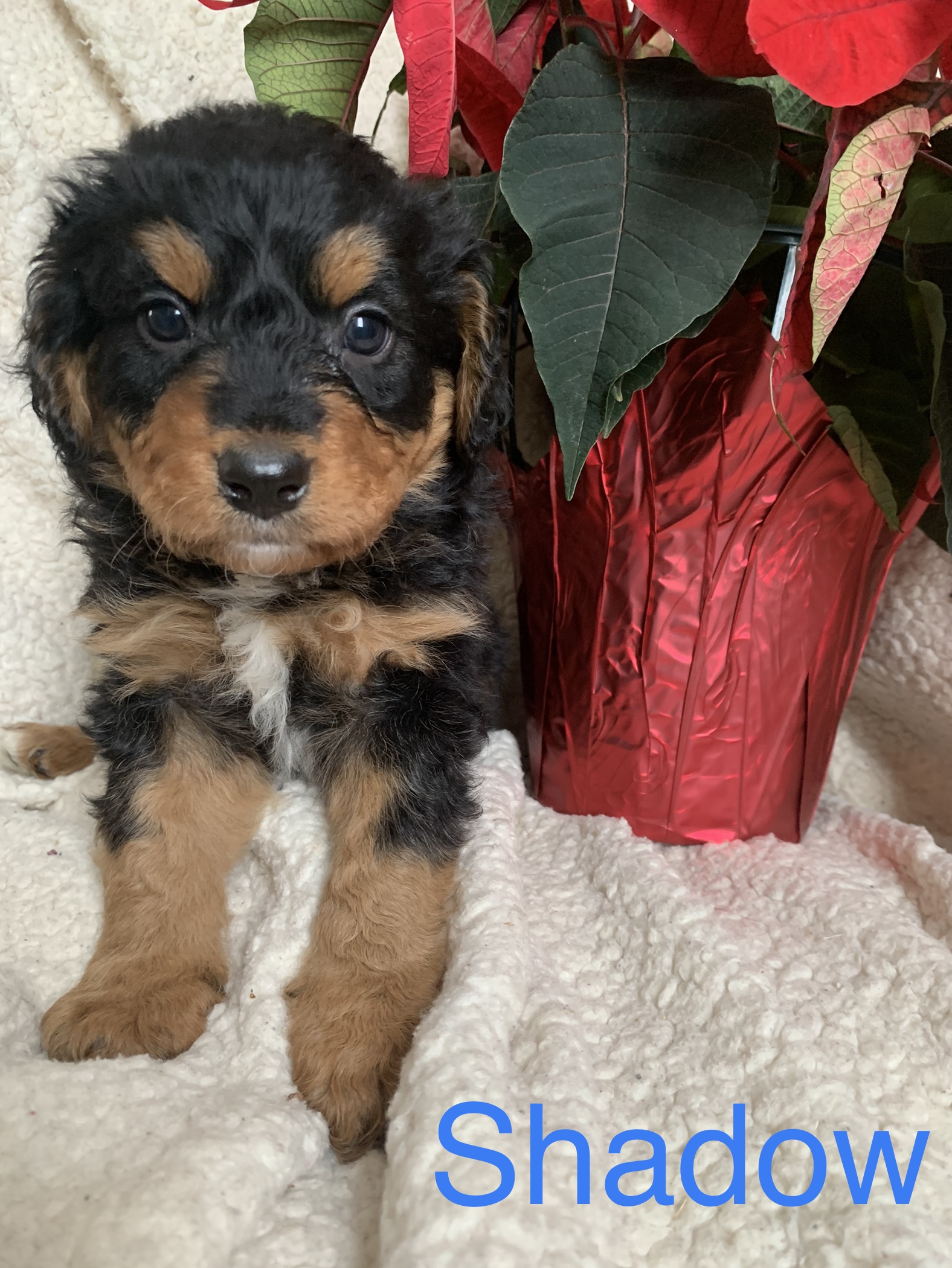 Photo of Australian Shepherd Poodle Cross Puppies