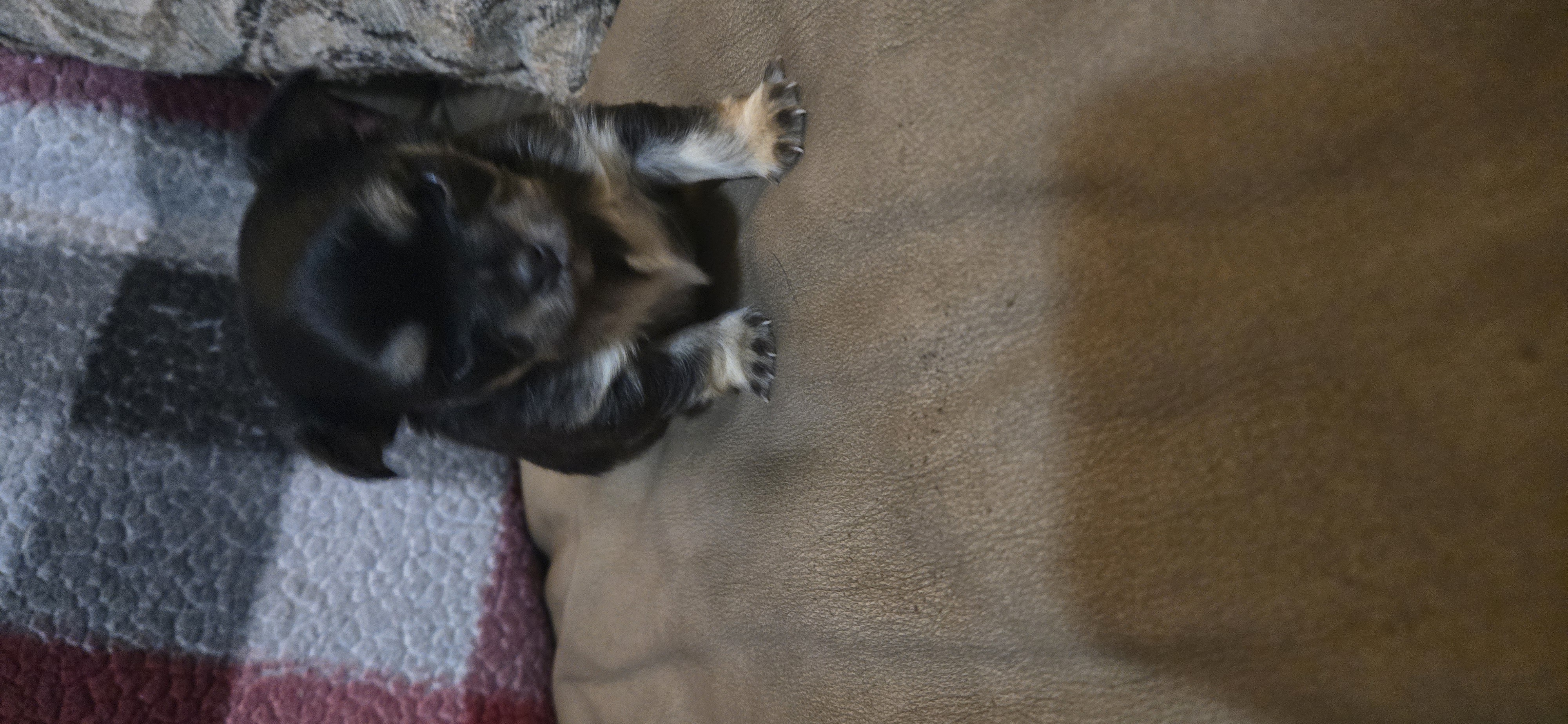 Photo of Chihuahua puppies