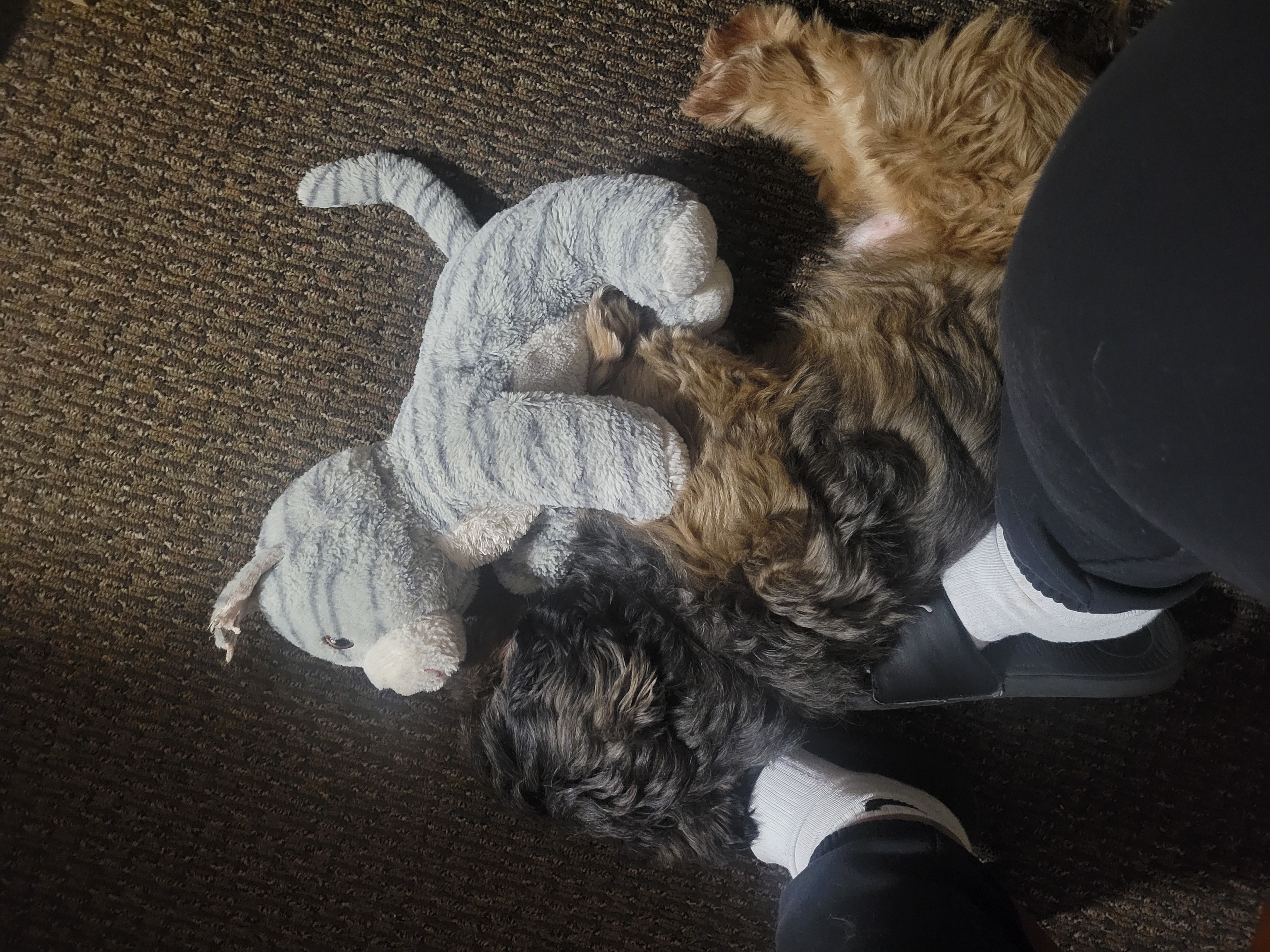 Photo of Male shizu for breeding 