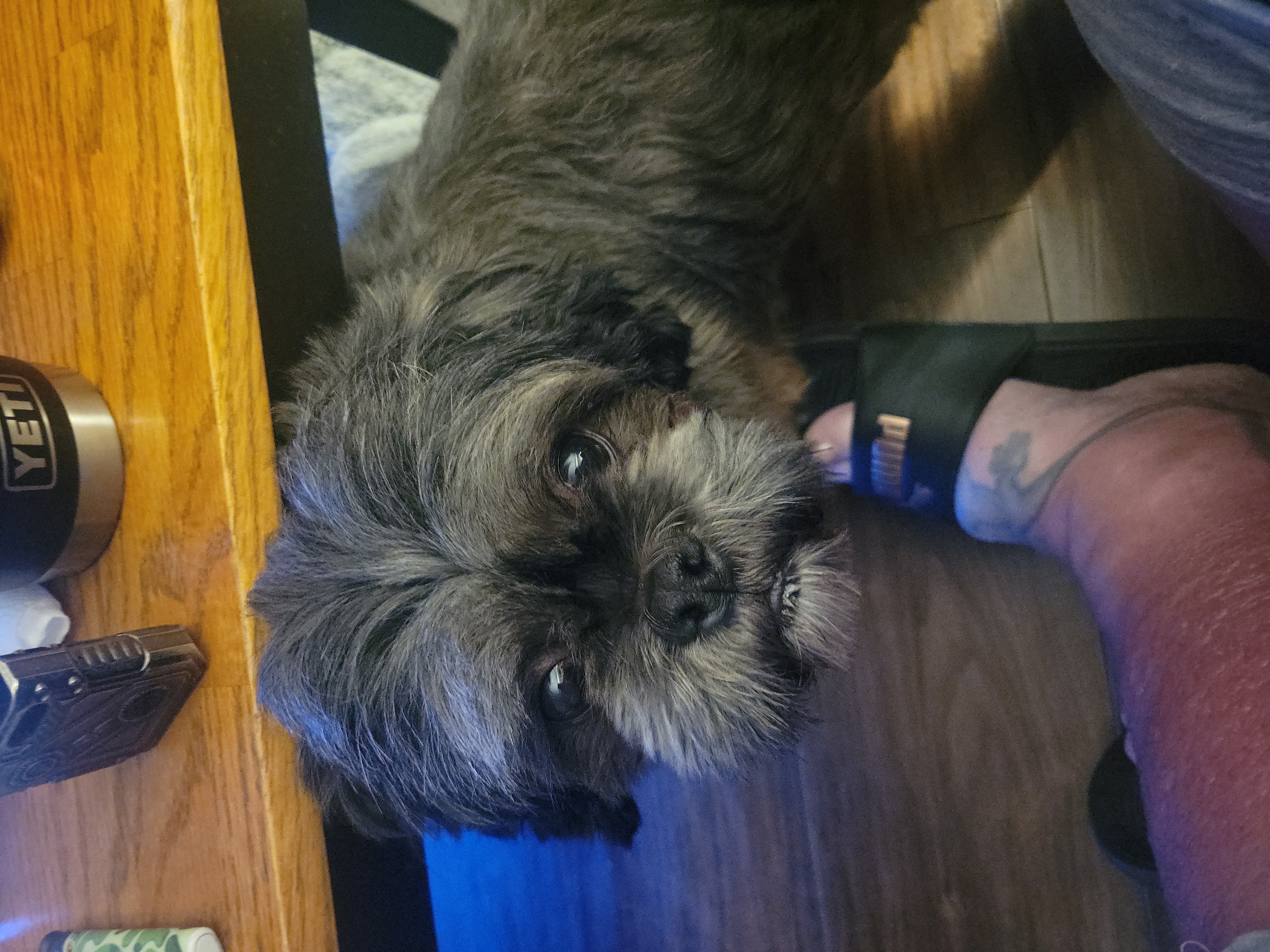 Photo of Male shizu for breeding 