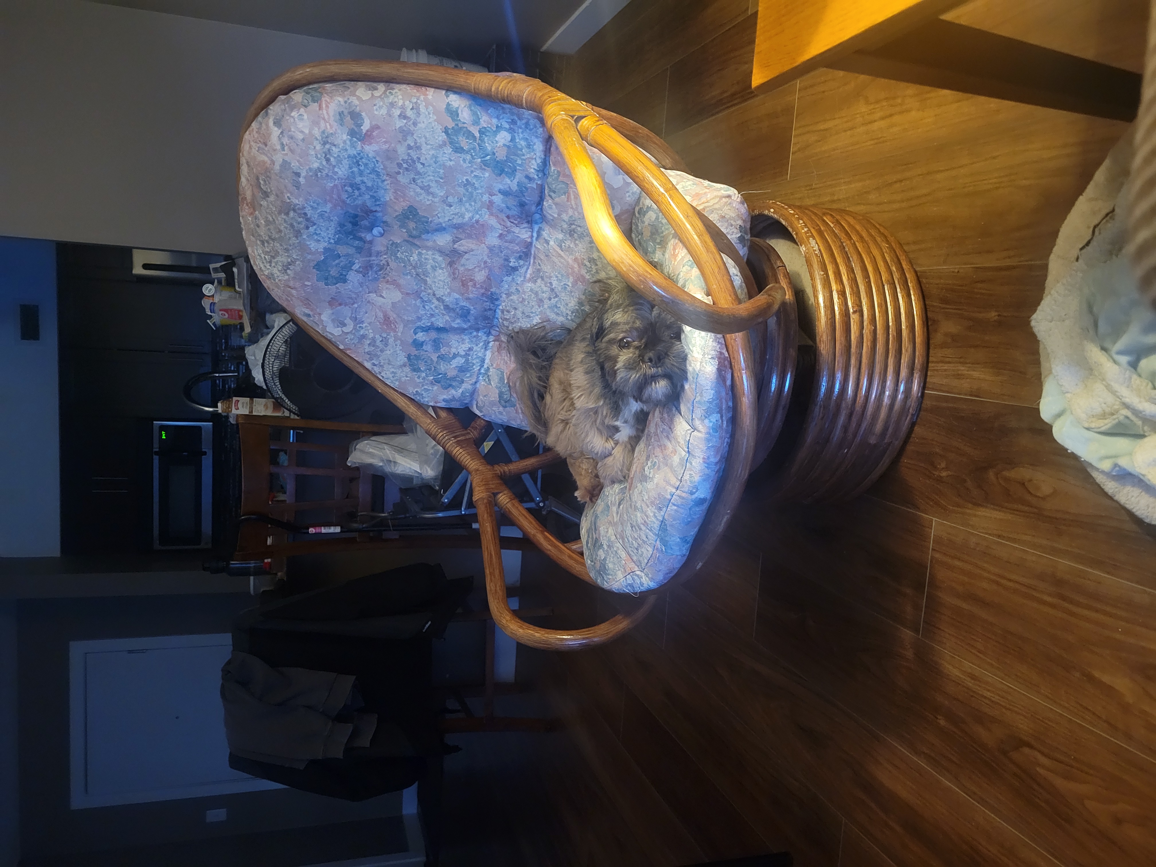 Photo of Male shizu for breeding 