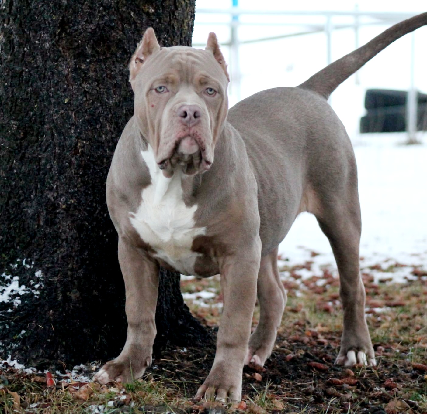 Photo of American Bully Male