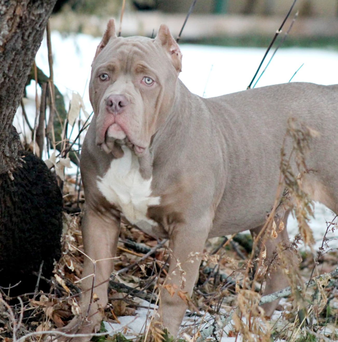 Photo of American Bully Male