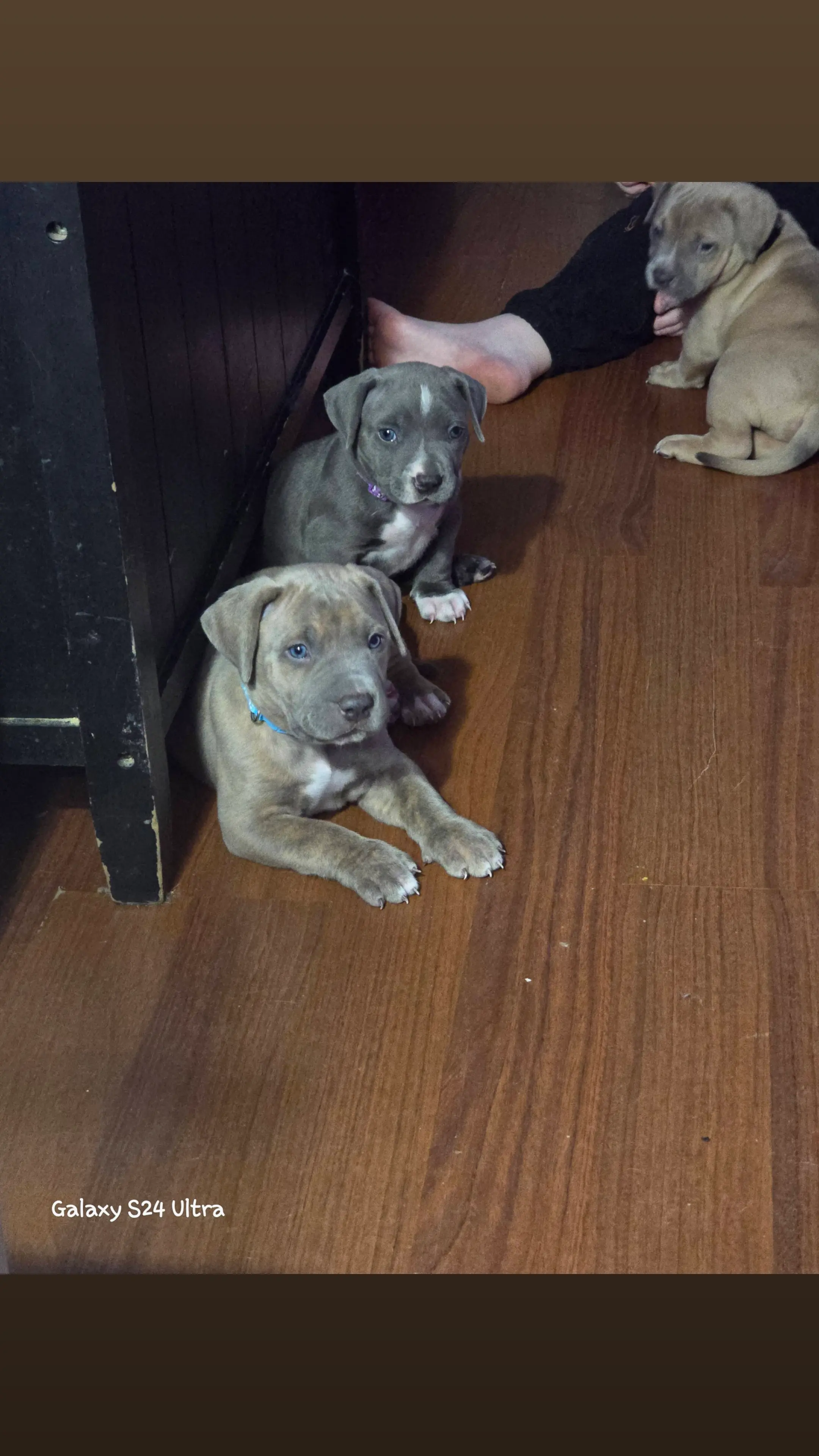 Photo of Xl american bullie pups