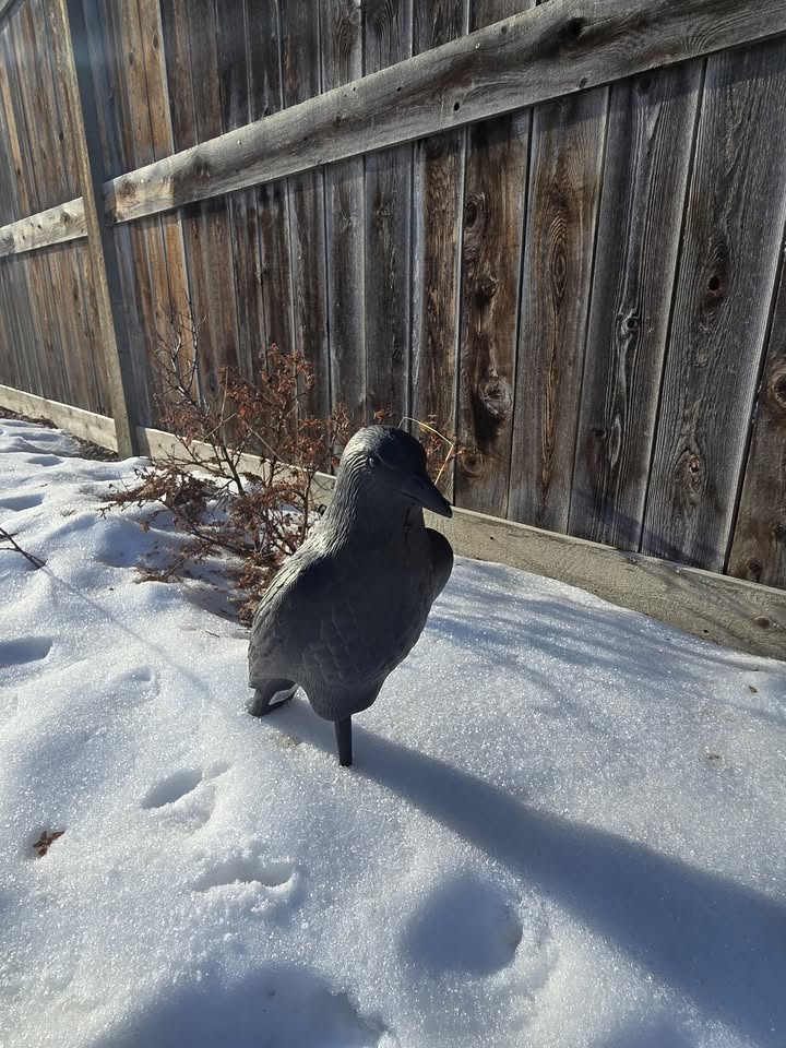 Photo of Crow Decoys