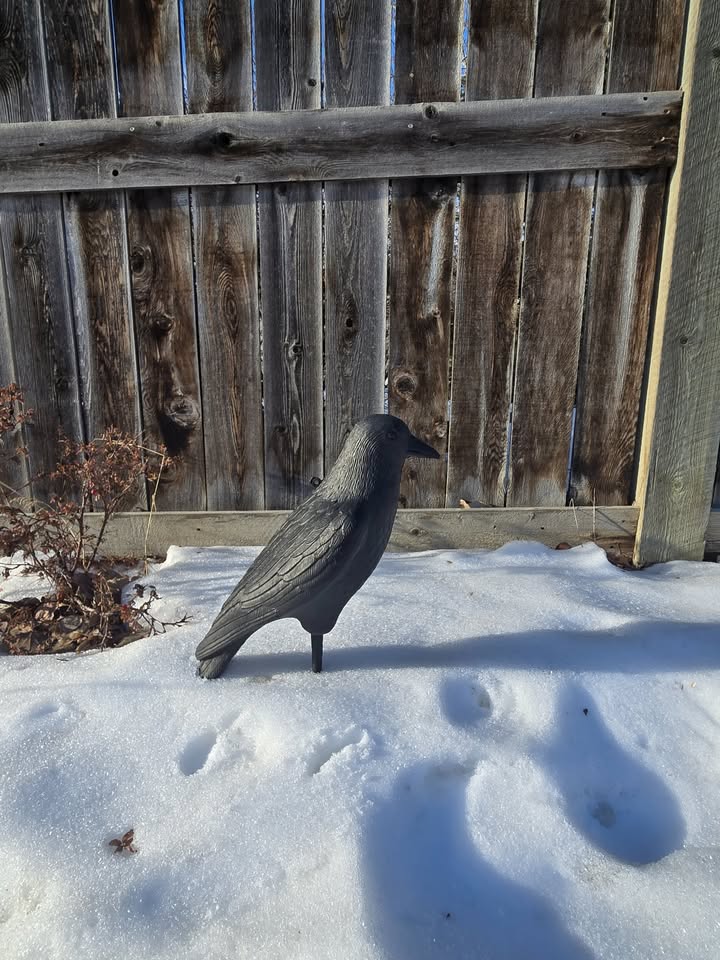 Photo of Crow Decoys