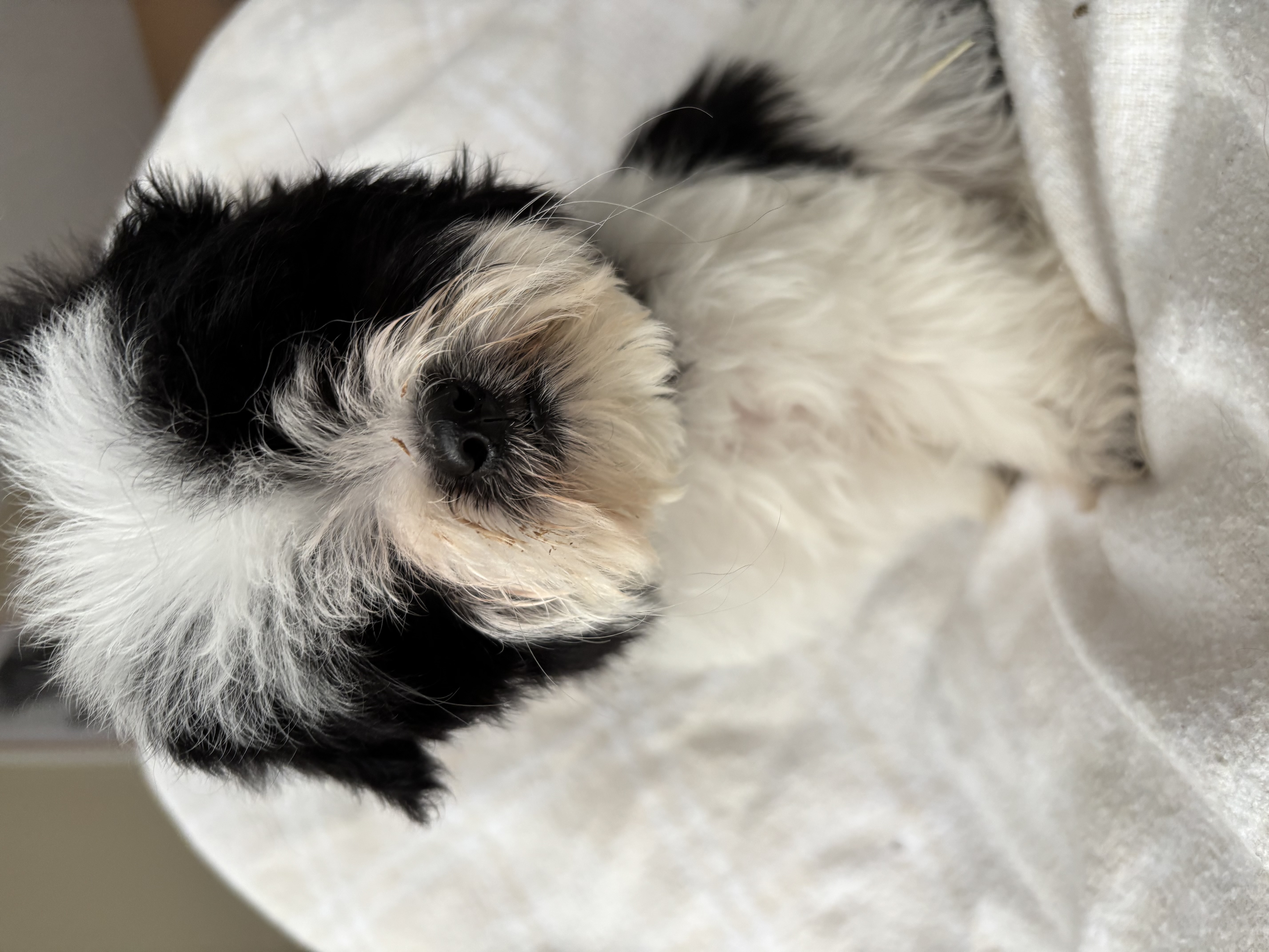 Photo of Maltese/Shihtzu cross puppy