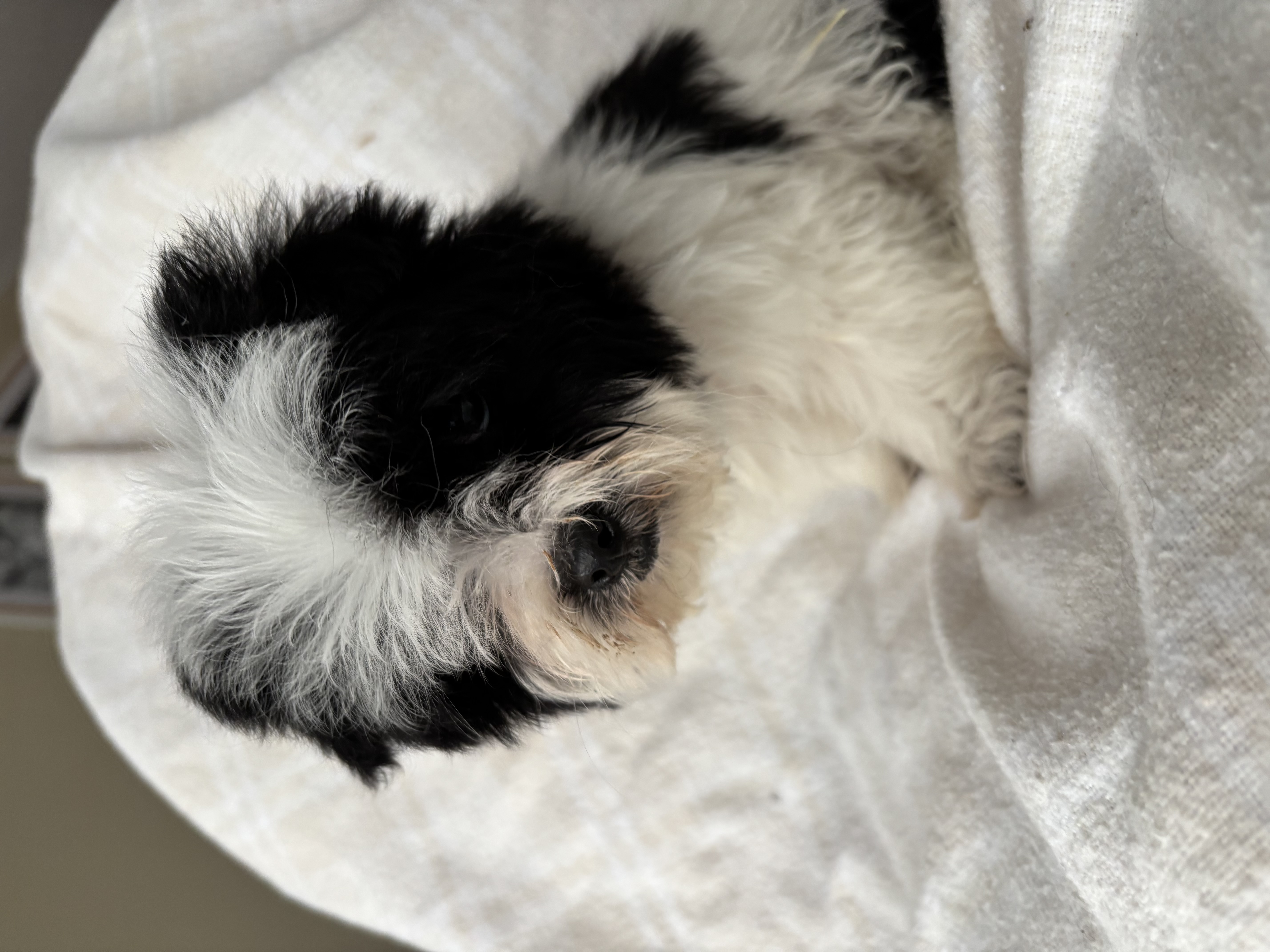 Photo of Maltese/Shihtzu cross puppy