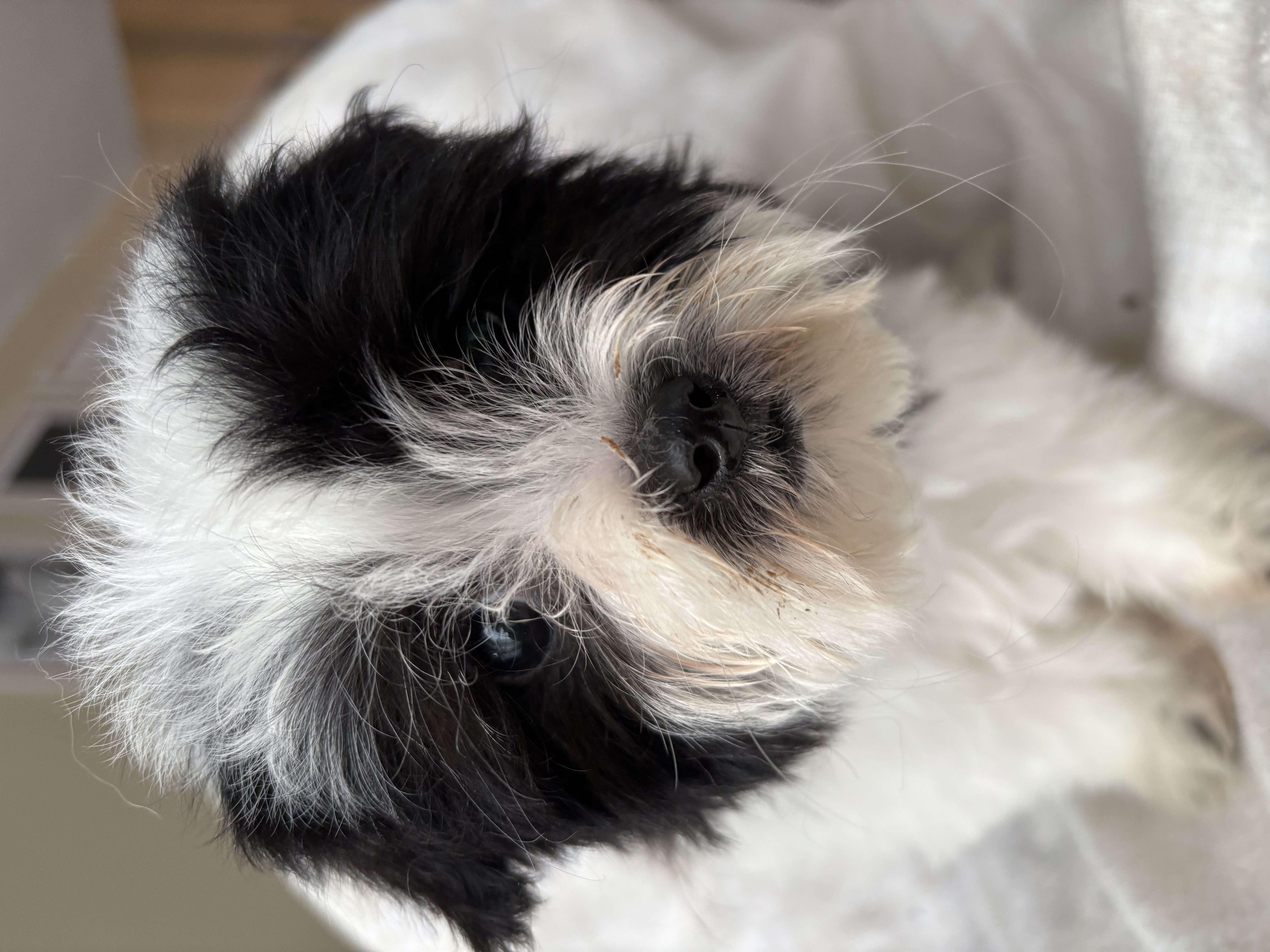 Photo of Maltese/Shihtzu cross puppy