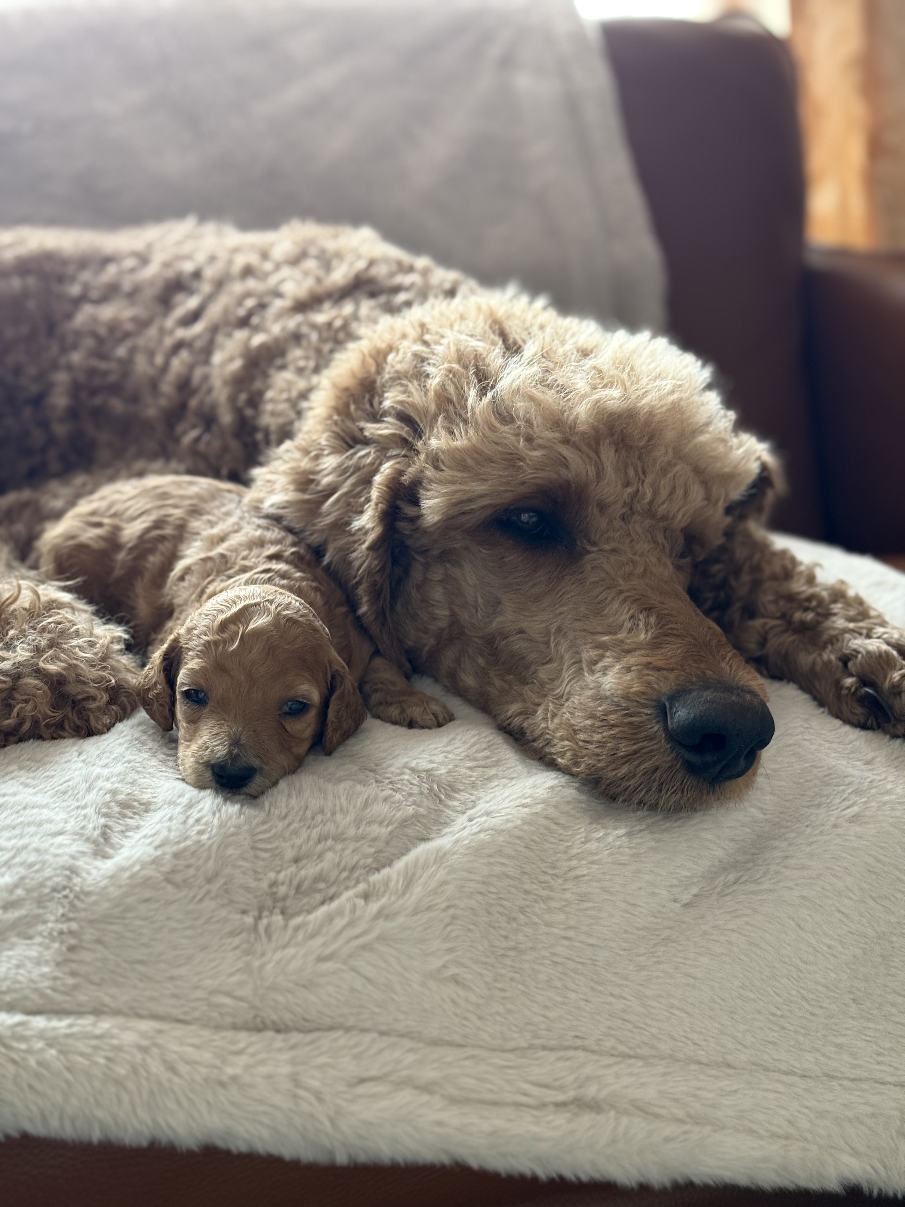 Photo of Purebred Satandard Poodle Puppies