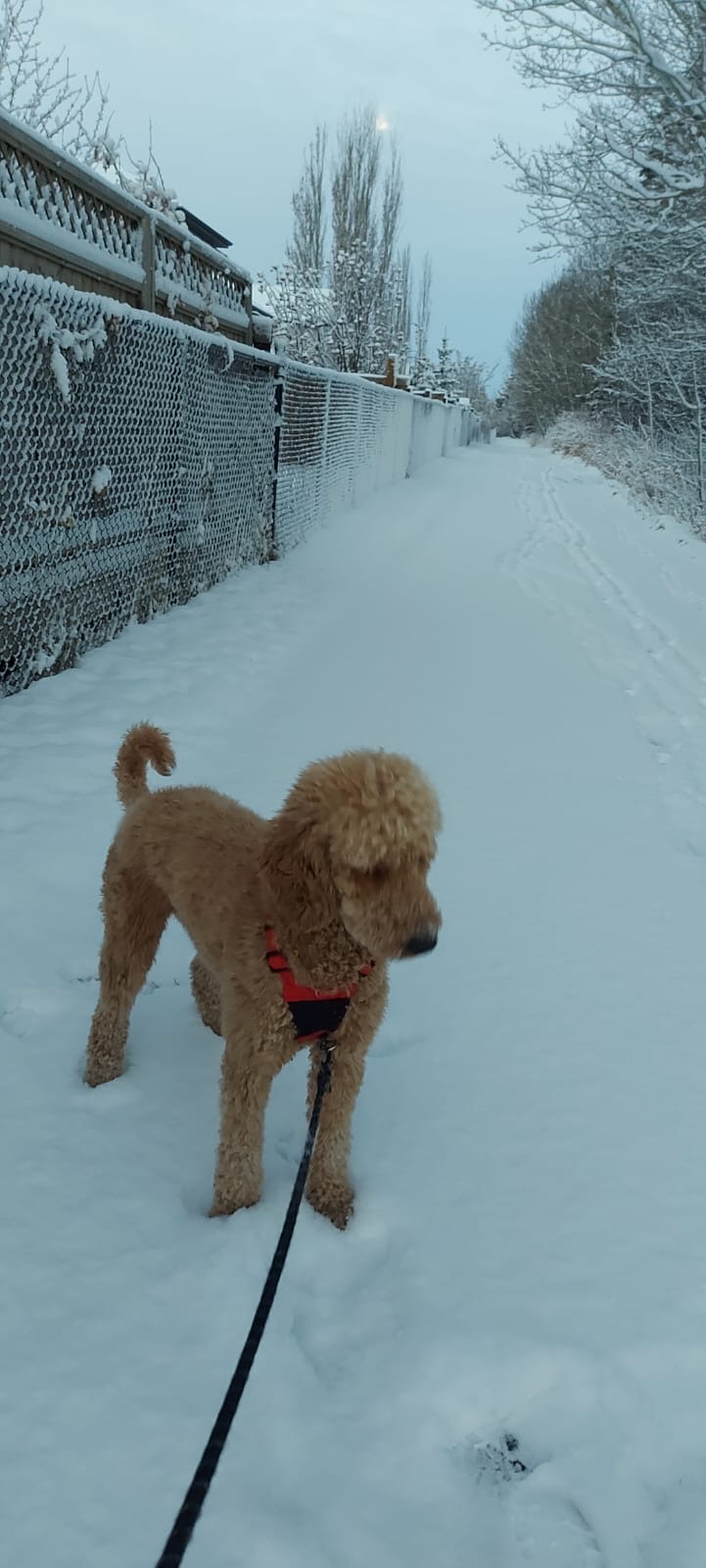 Purebred Satandard Poodle Puppies - 2 - 1736639562293_fc404cf1-67f1-493c-b4bd-6aa606c7b50a