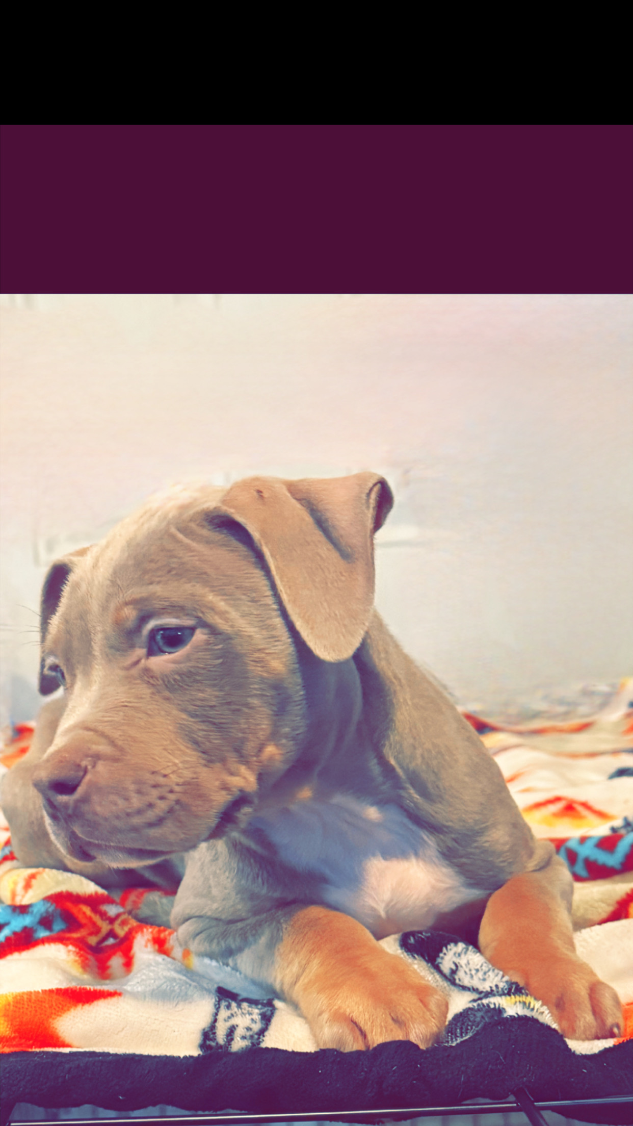 Photo of American bully puppy