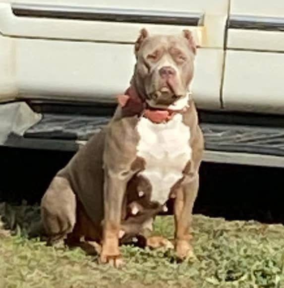 Photo of American bully puppy