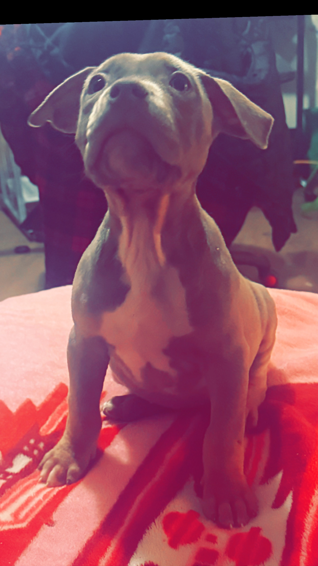 Photo of American bully puppy