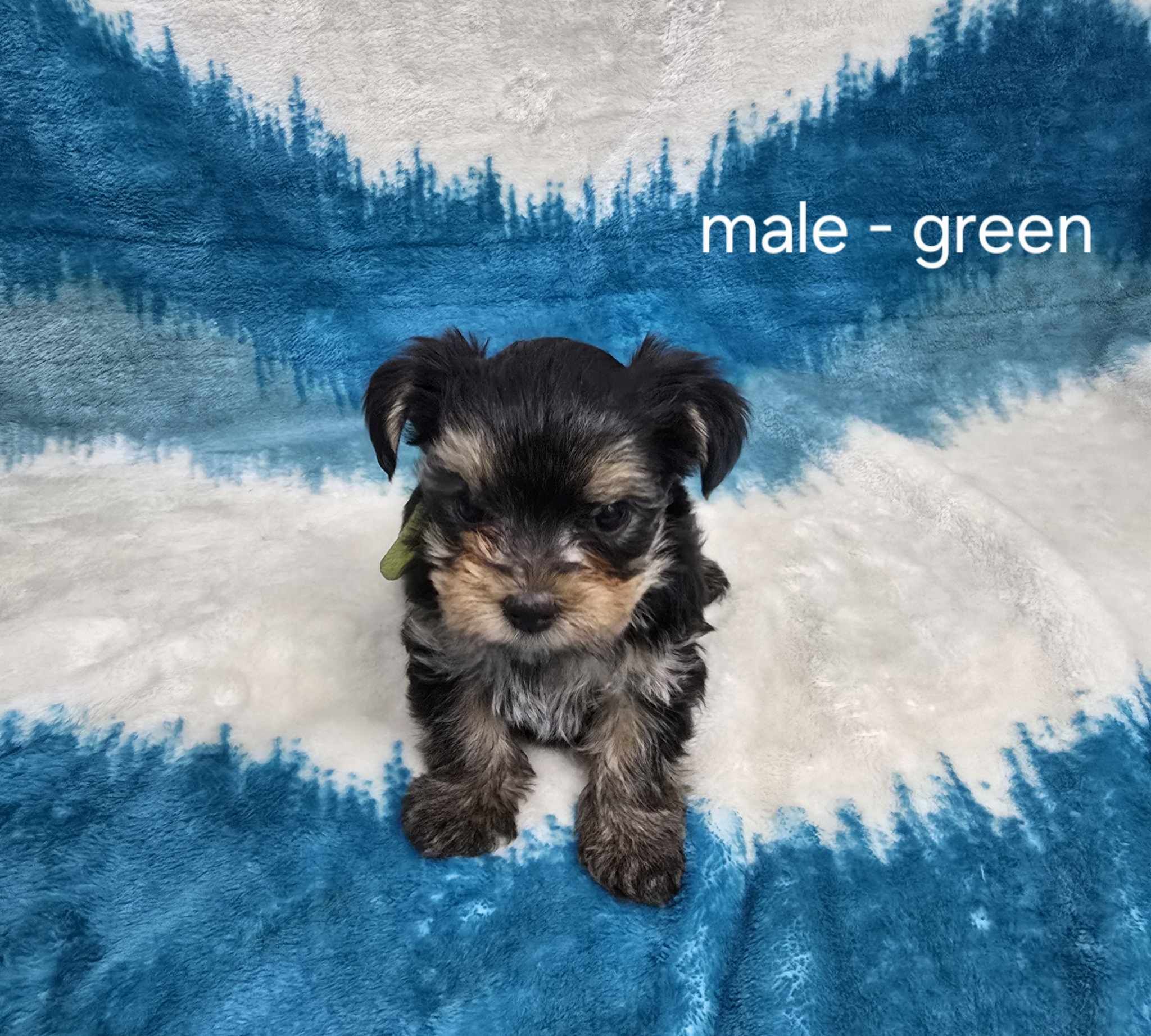 Photo of Yorkshire Terrier 