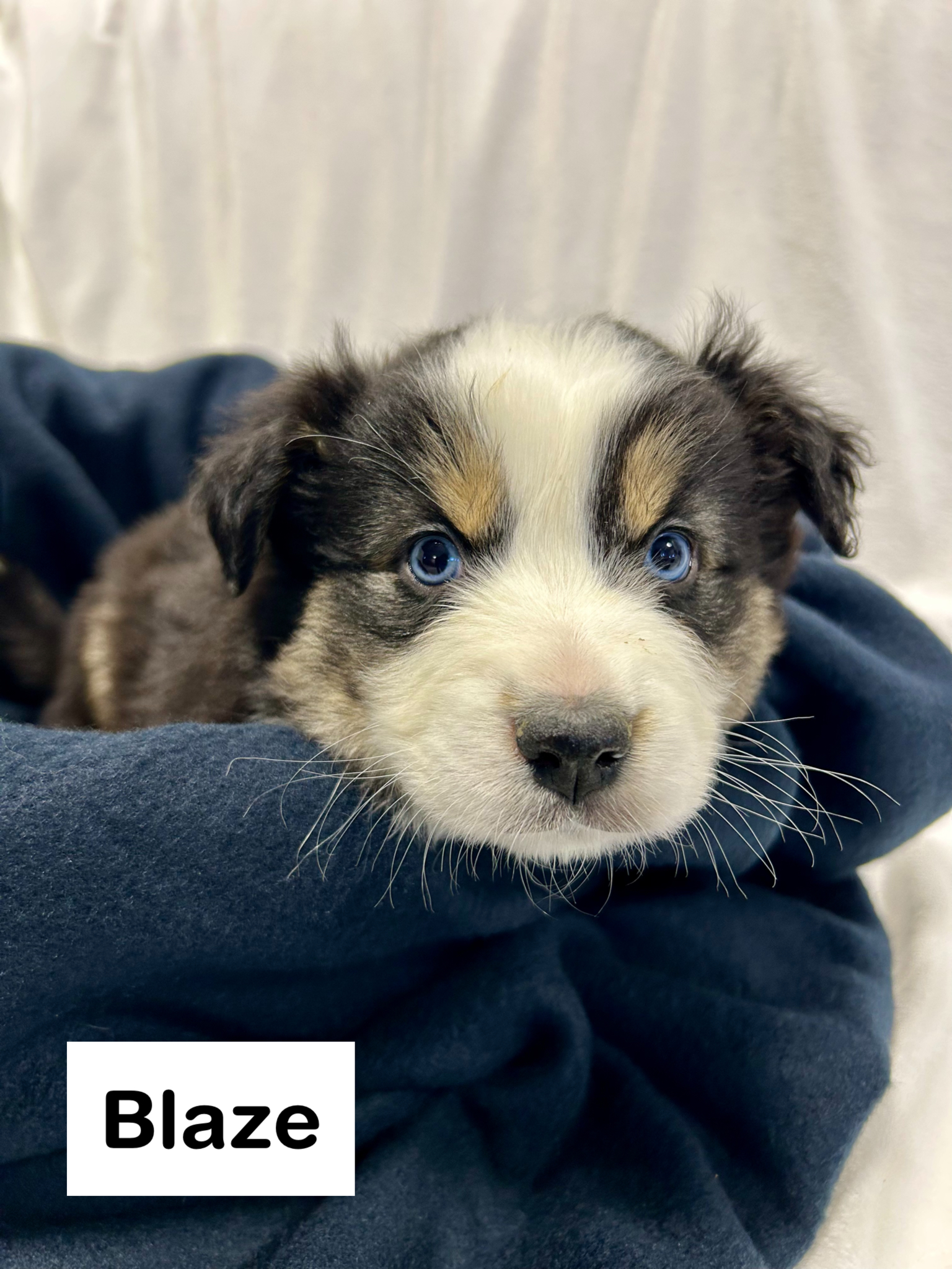 Photo of ❤️Australian Shepherd Pups❣️