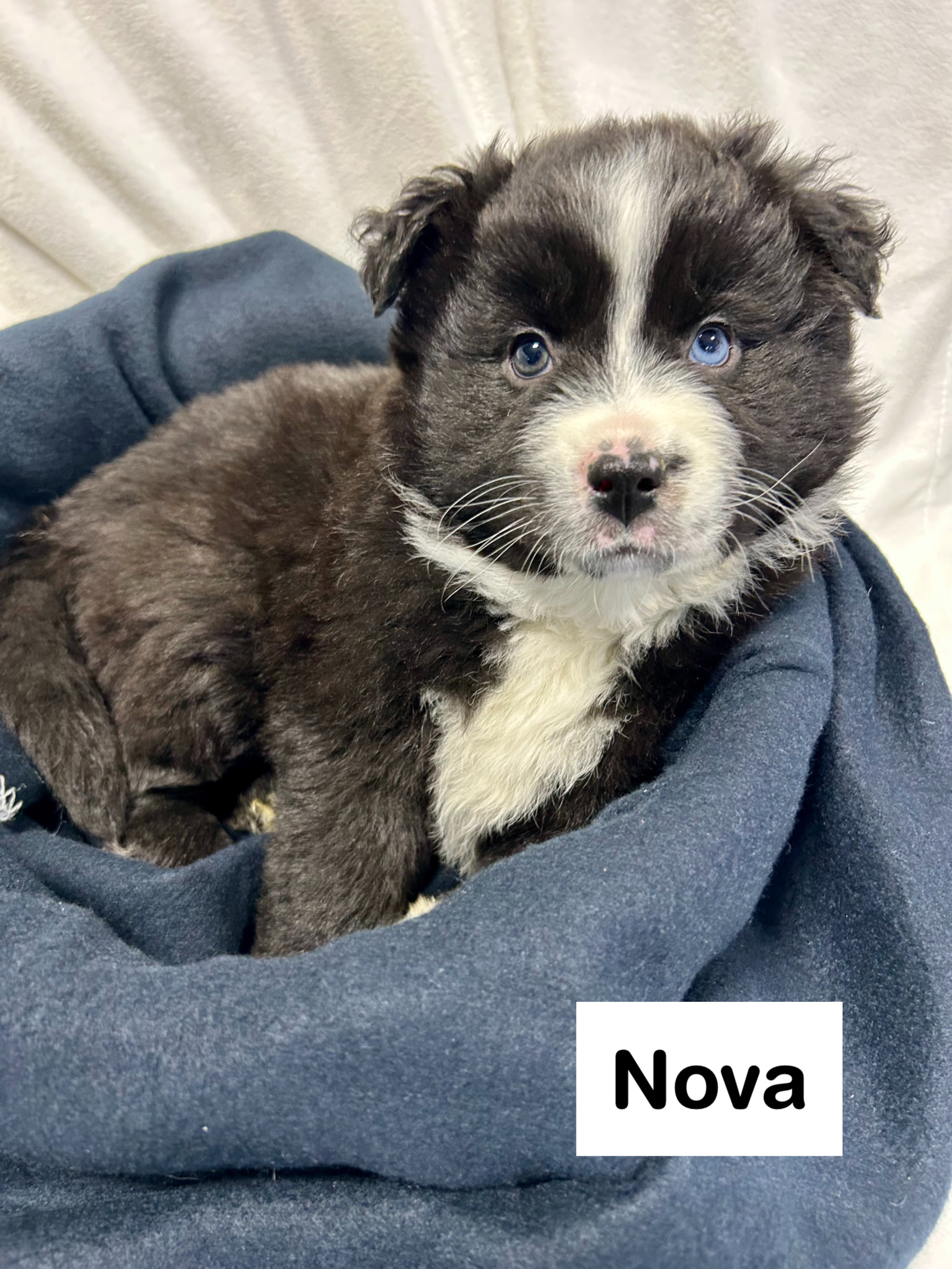 Photo of ❤️Australian Shepherd Pups❣️