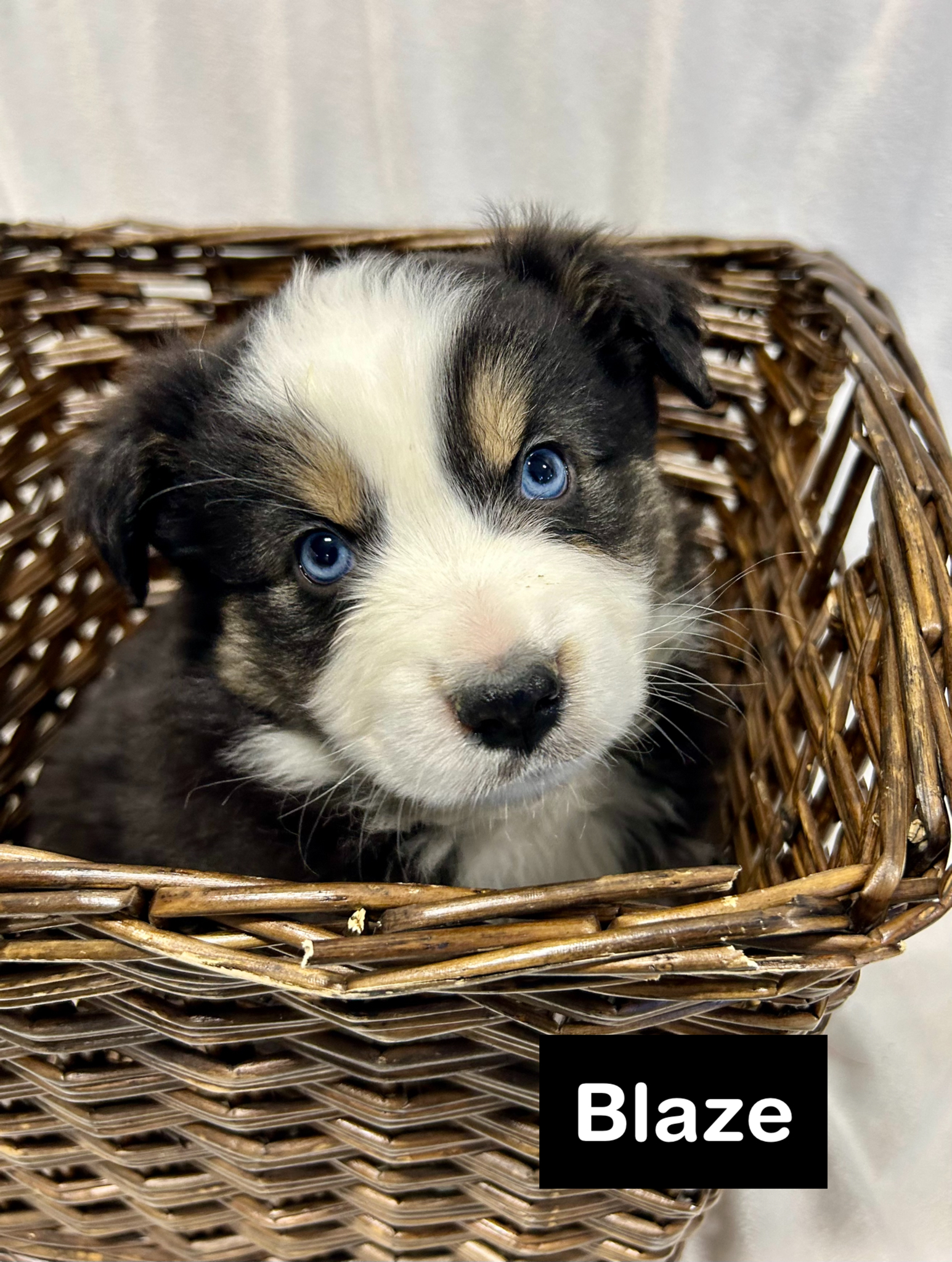 Photo of ❤️Australian Shepherd Pups❣️