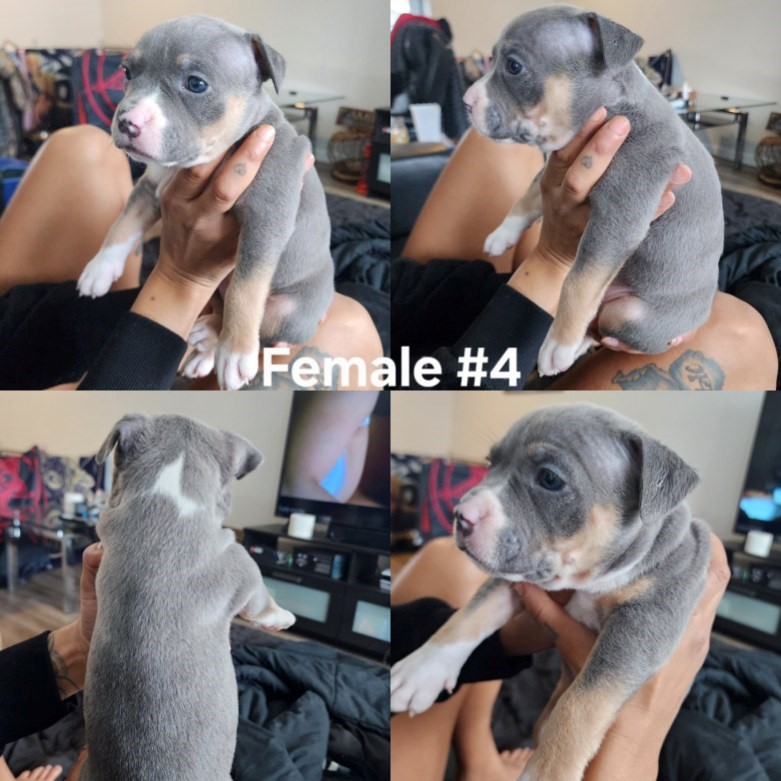 Photo of American Bully puppies