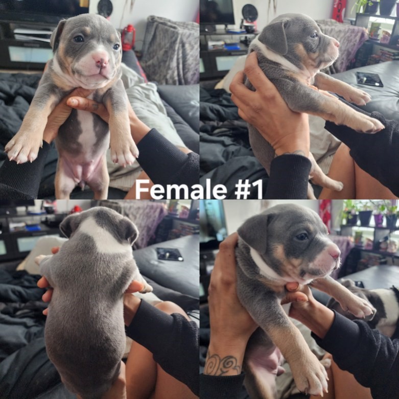 Photo of American Bully puppies