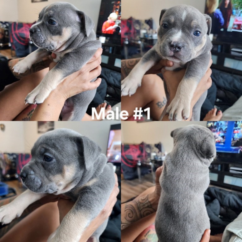 Photo of American Bully Puppies born Dec 10, 2024