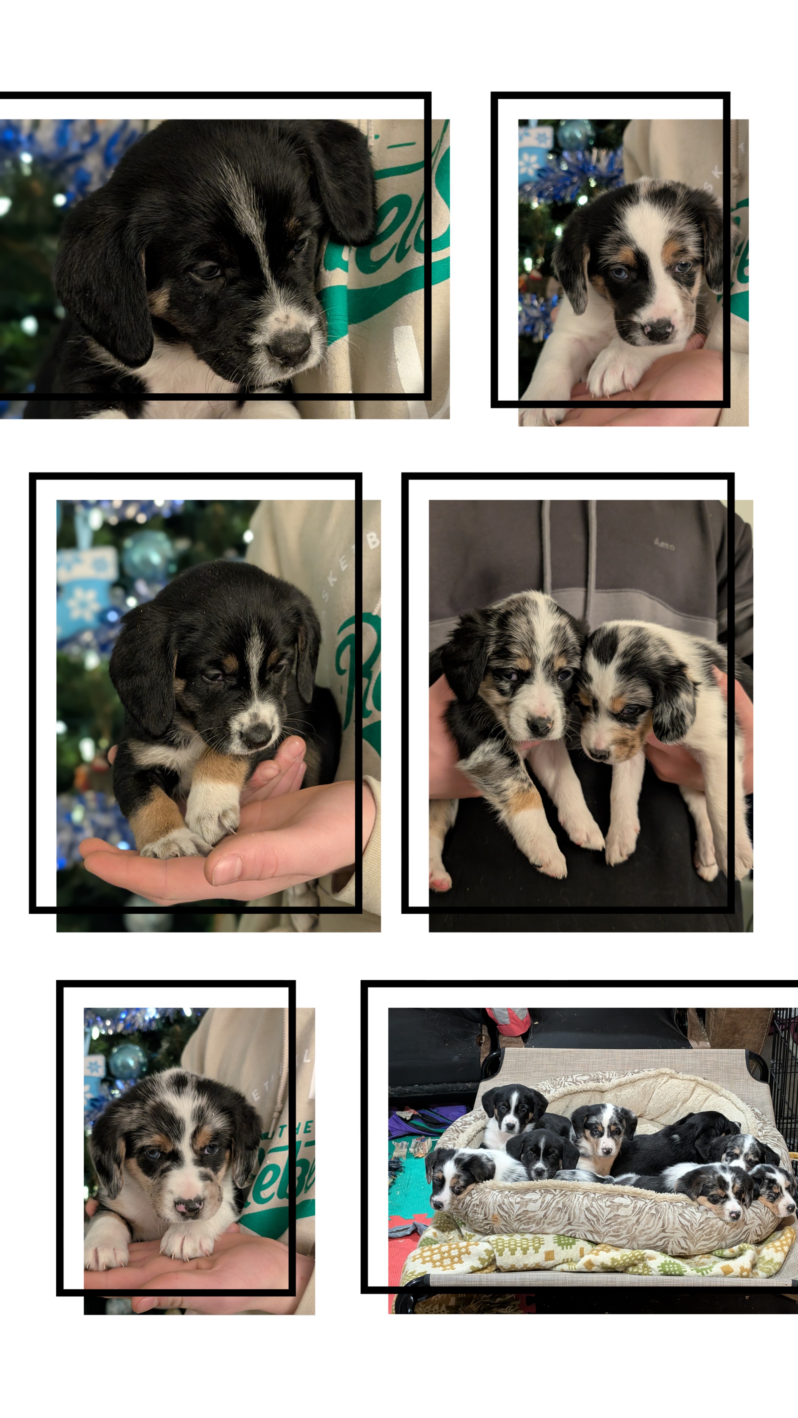 Photo of Australian Shepherd x Beagle puppies 