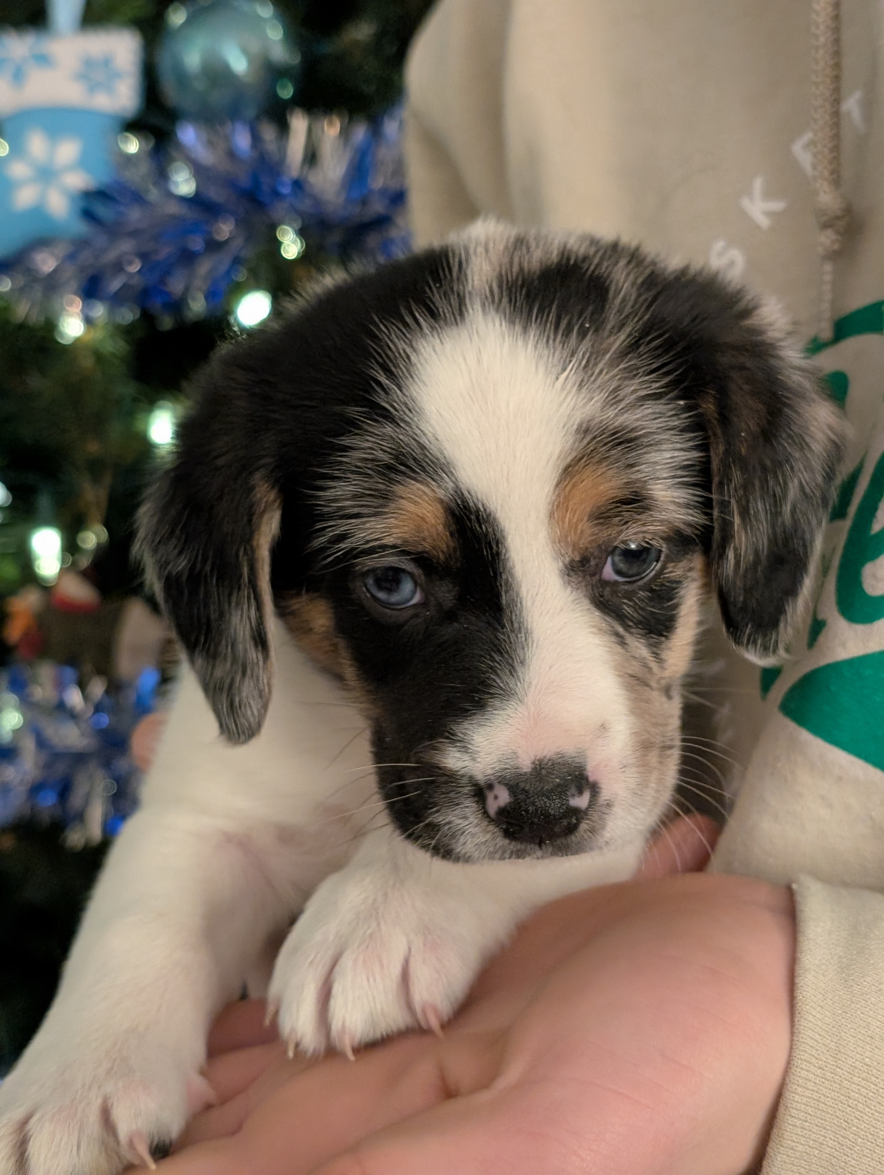 Photo of Australian Shepherd x Beagle puppies 